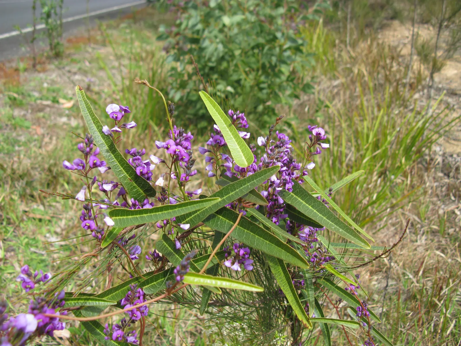 Purple Lilac Vine (Hardenbergia Violacea) — or arbors and providing a vertical interest in the garden.<br><br>For optimal growth; it possesses a moderate