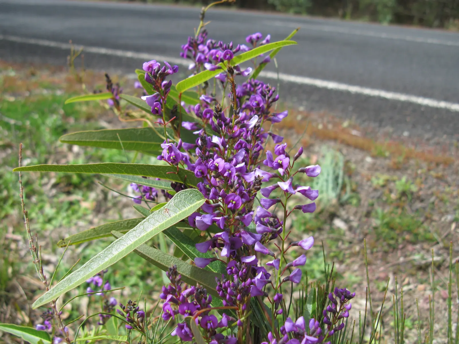 Purple Lilac Vine (Hardenbergia Violacea) — purple flowers in the garden; pea-like purple flowers which bloom in late winter to early spring, image 88