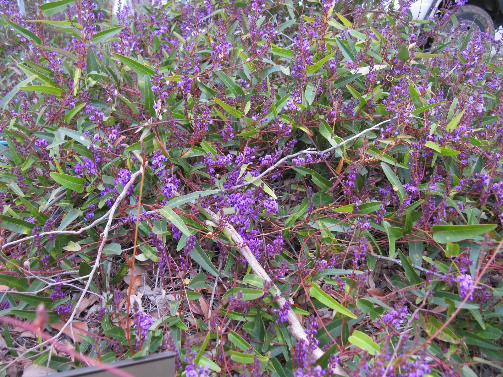 Purple Lilac Vine (Hardenbergia Violacea) — Ideal for trellises and fences, it offers quick coverage and attracts pollinators; vine for full or half, image 39