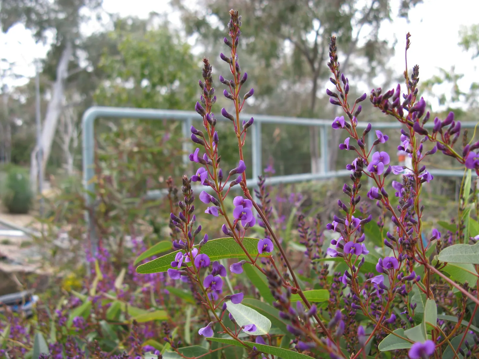 Purple Lilac Vine (Hardenbergia Violacea) — demanding minimal water beyond natural rainfall in temperate climates