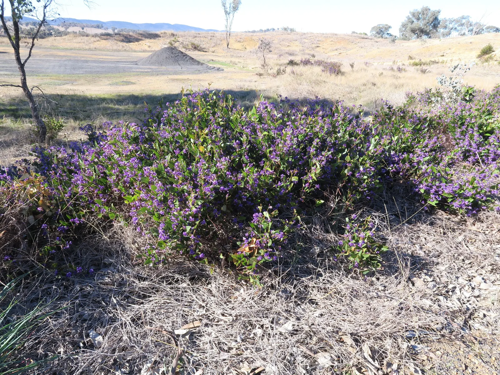Purple Lilac Vine (Hardenbergia Violacea) — making it ideal for covering trellises; which typically flourish from winter to early spring, image 45