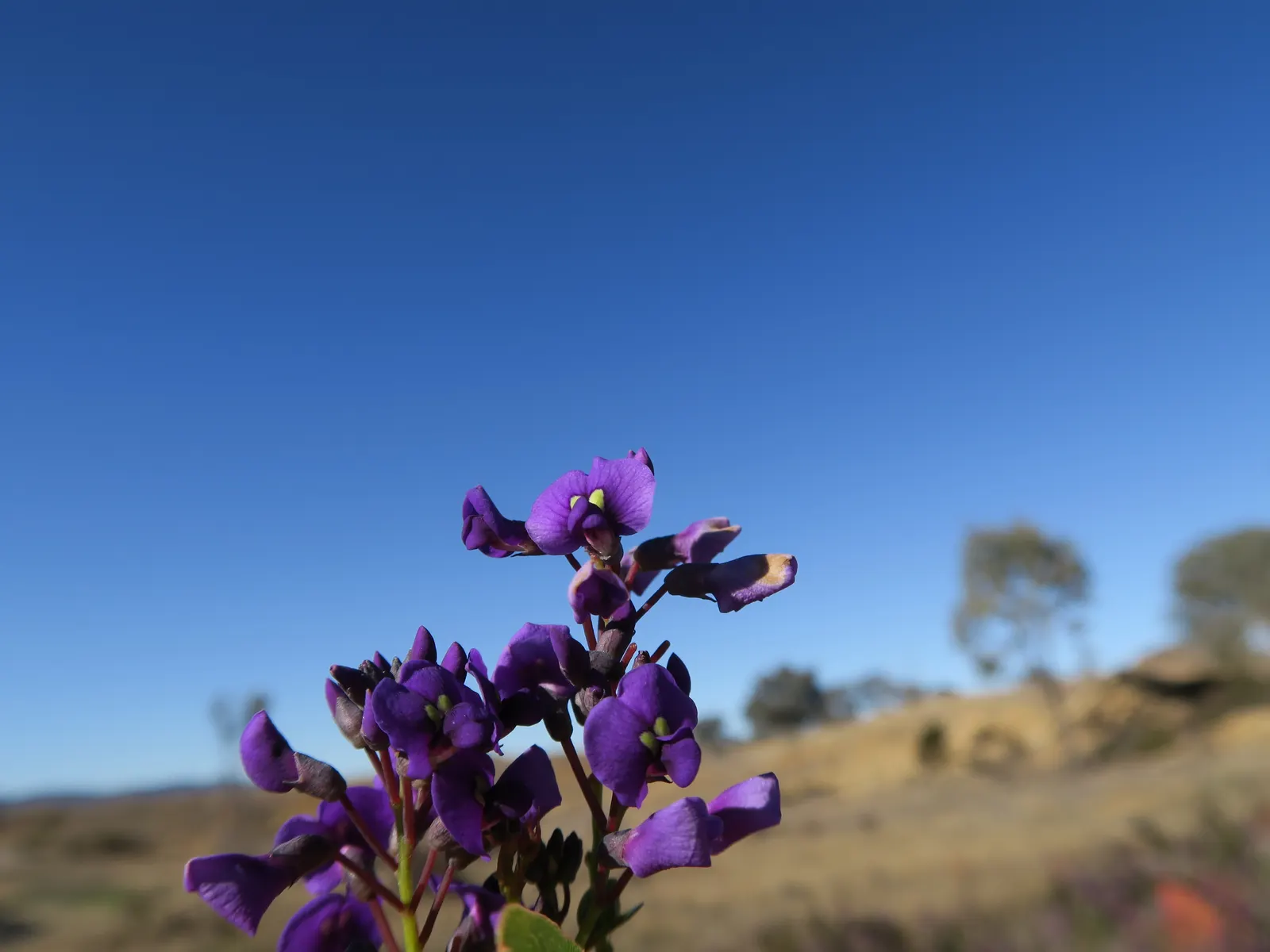 Purple Lilac Vine (Hardenbergia Violacea) — favoring exposure to at least 6 hours of sunlight per day; making it ideal for covering trellises, image 84
