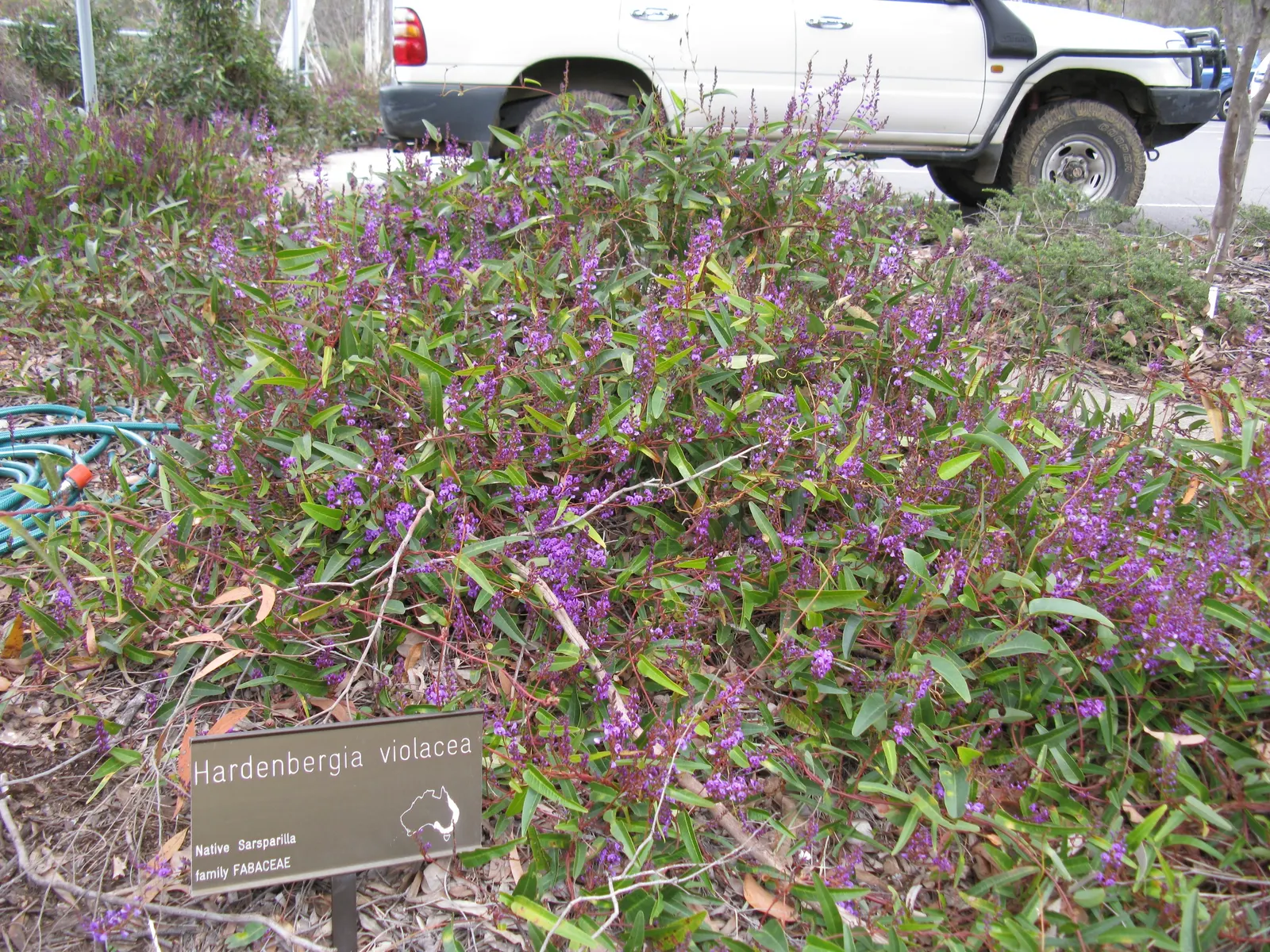 Purple Lilac Vine (Hardenbergia Violacea) — demanding minimal water beyond natural rainfall in temperate climates; originating from Australia