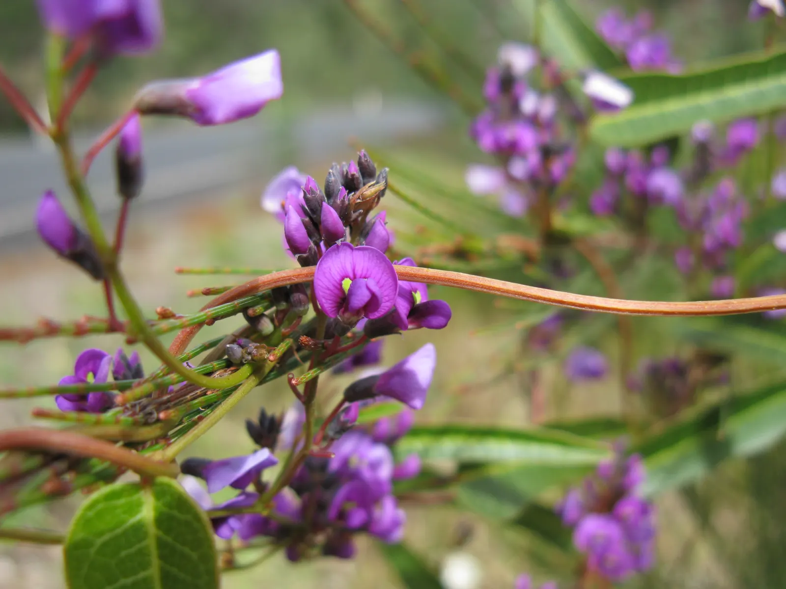 Purple Lilac Vine (Hardenbergia Violacea) — favoring exposure to at least 6 hours of sunlight per day