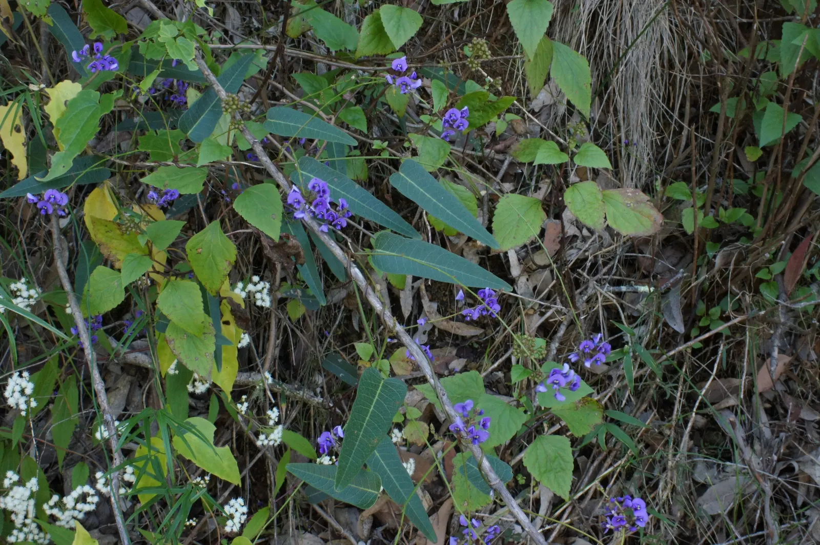 Purple Lilac Vine (Hardenbergia Violacea) — purple flowers in the garden; pea-like purple flowers which bloom in late winter to early spring, image 52