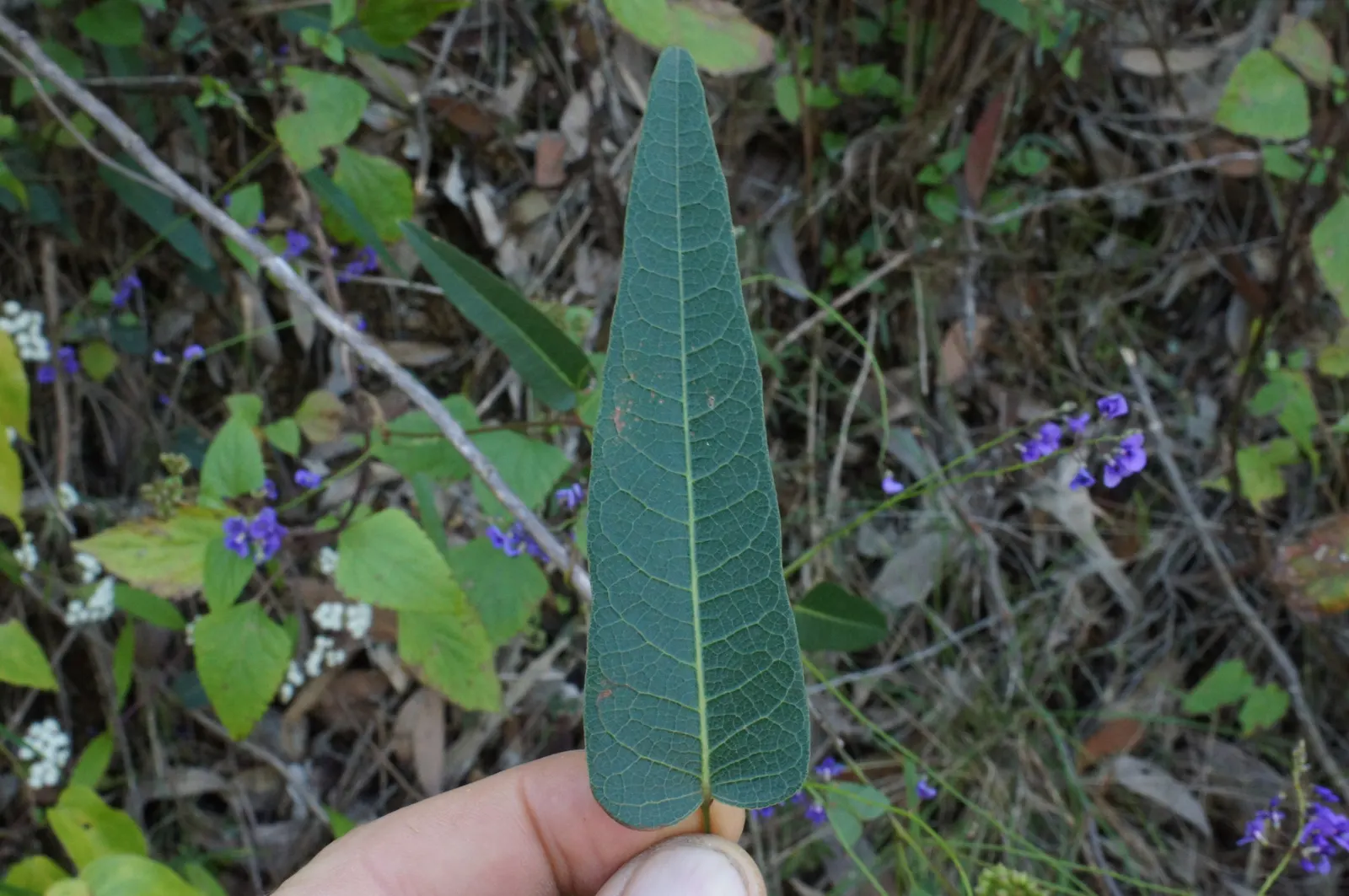 Purple Lilac Vine (Hardenbergia Violacea) — vine with purple blooms; leathery green leaves that grow up to 4 inches in length, image 71