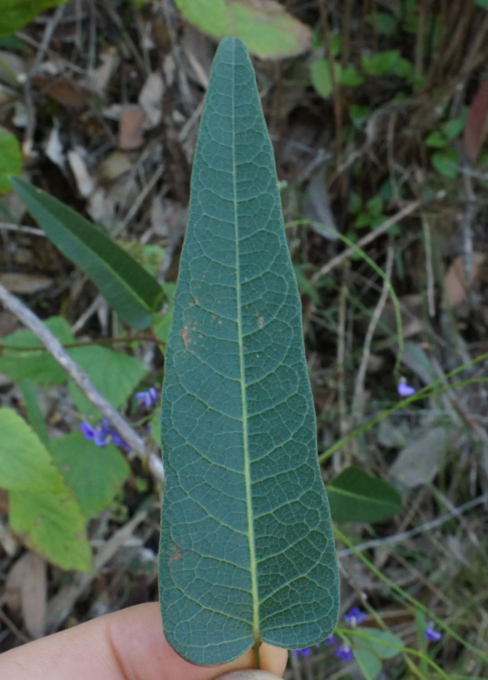 Purple Lilac Vine (Hardenbergia Violacea) — Pruning after flowering will maintain the desired shape and promote a healthy; favoring exposure to at, image 87