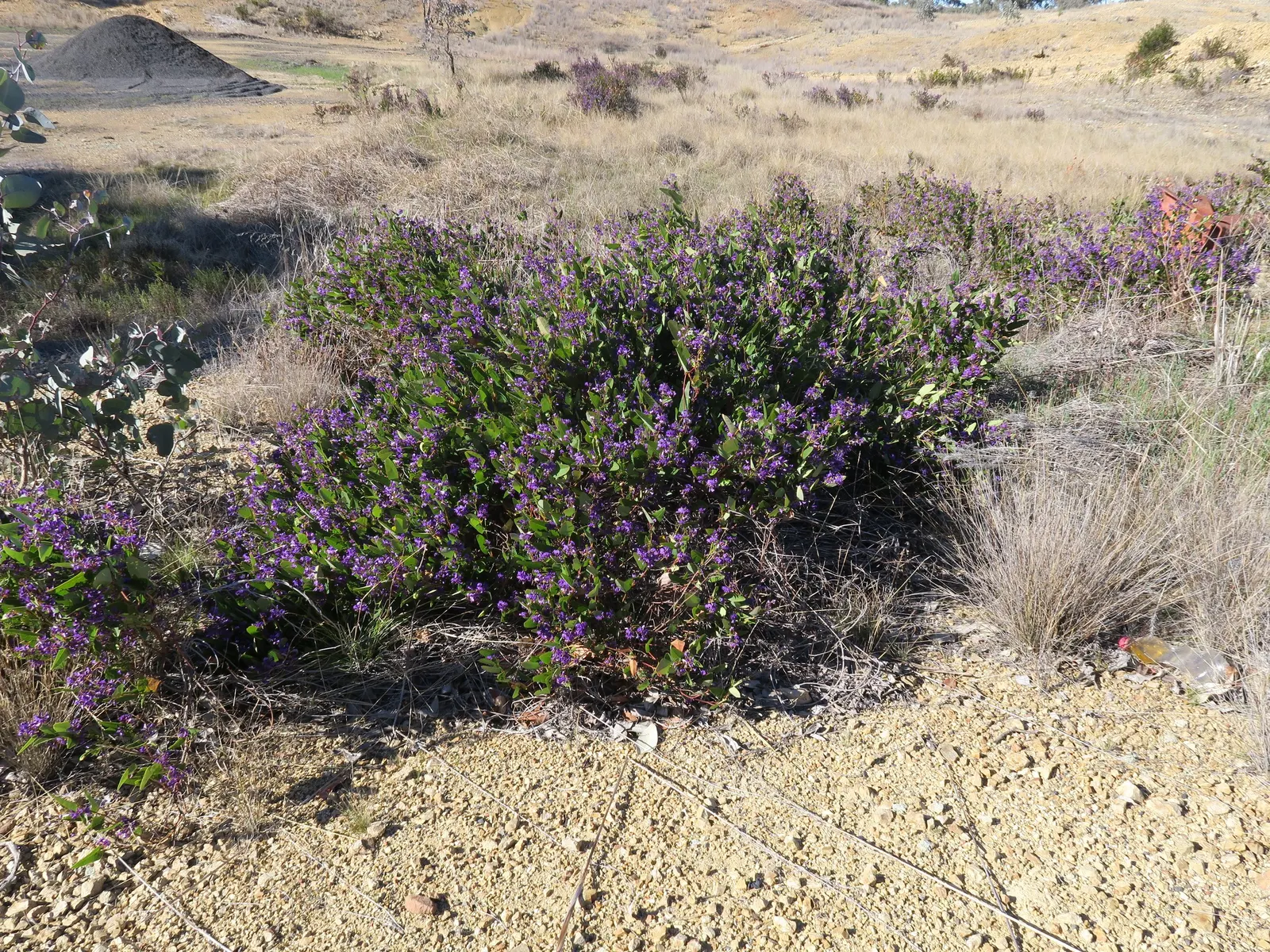Purple Lilac Vine (Hardenbergia Violacea) — Hardy in USDA zones 9-11, the plant requires moderate watering and well-draining soil; the blossoms can, image 40