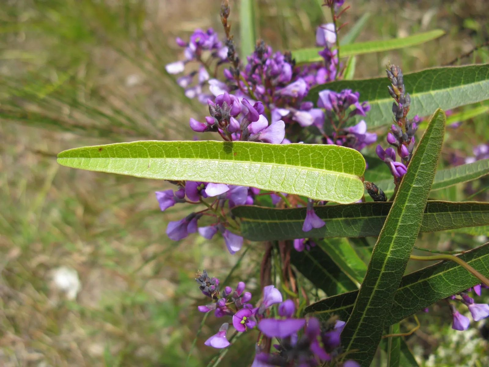Purple Lilac Vine (Hardenbergia Violacea) — Hardy in USDA zones 9-11, the plant requires moderate watering and well-draining soil; the blossoms can, image 76