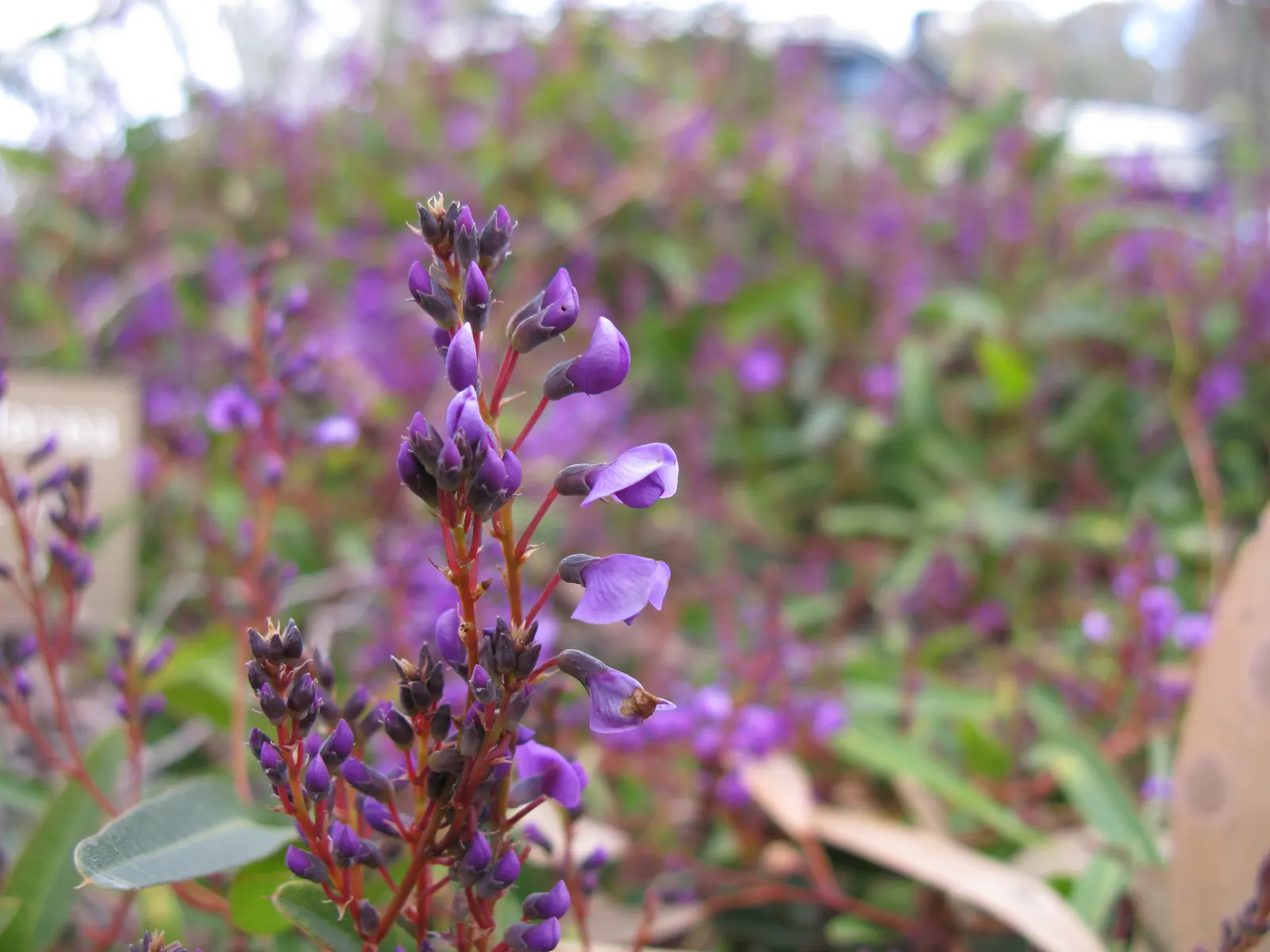 Purple Lilac Vine (Hardenbergia Violacea) — It thrives in full sun to partial shade, reaching heights of up to 15-20 feet with support; the Purple, image 56