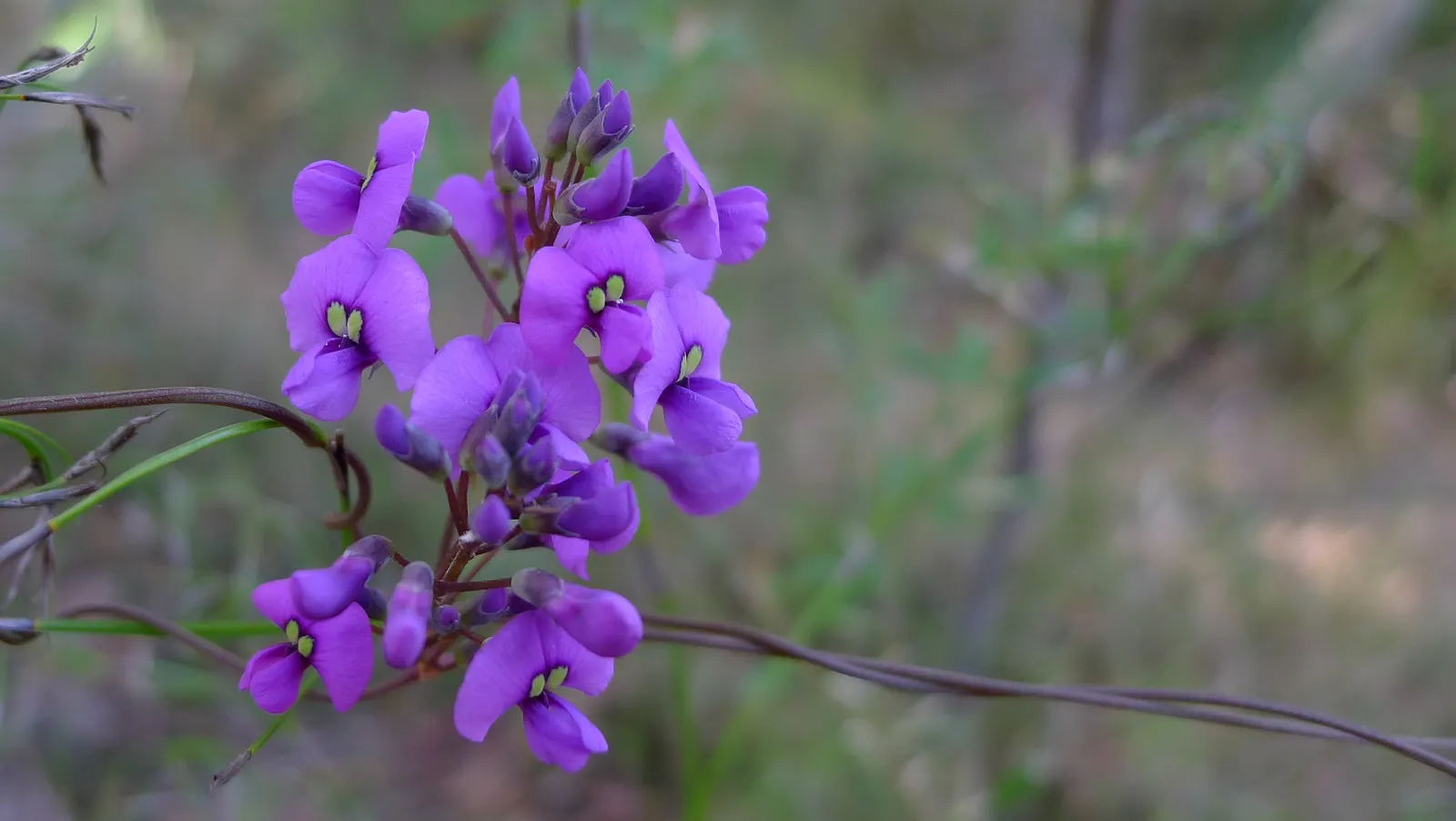 Purple Lilac Vine (Hardenbergia Violacea) — pea-like purple flowers which bloom in late winter to early spring