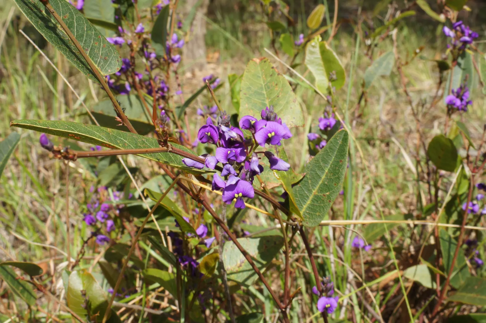 Purple Lilac Vine (Hardenbergia Violacea) — making it ideal for covering trellises; which typically flourish from winter to early spring