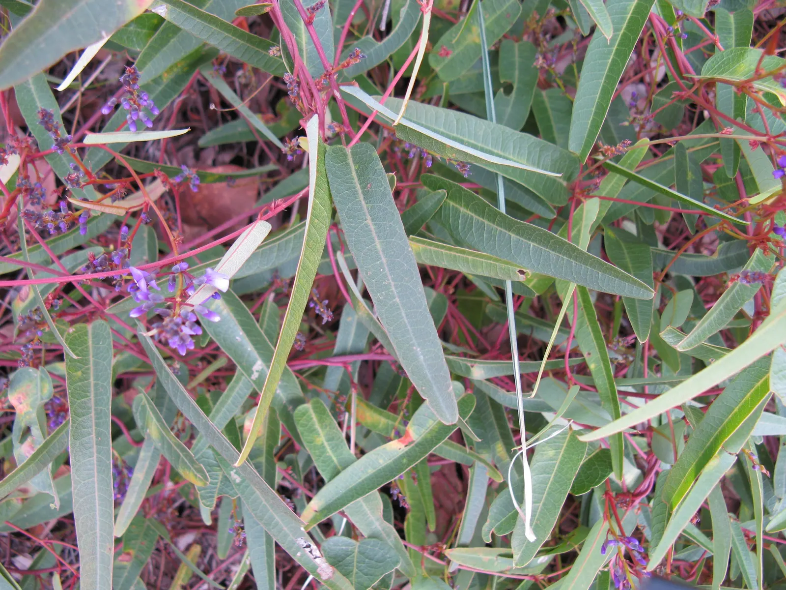 Purple Lilac Vine (Hardenbergia Violacea) — Originating from Australia; demanding minimal water beyond natural rainfall in temperate climates, image 77