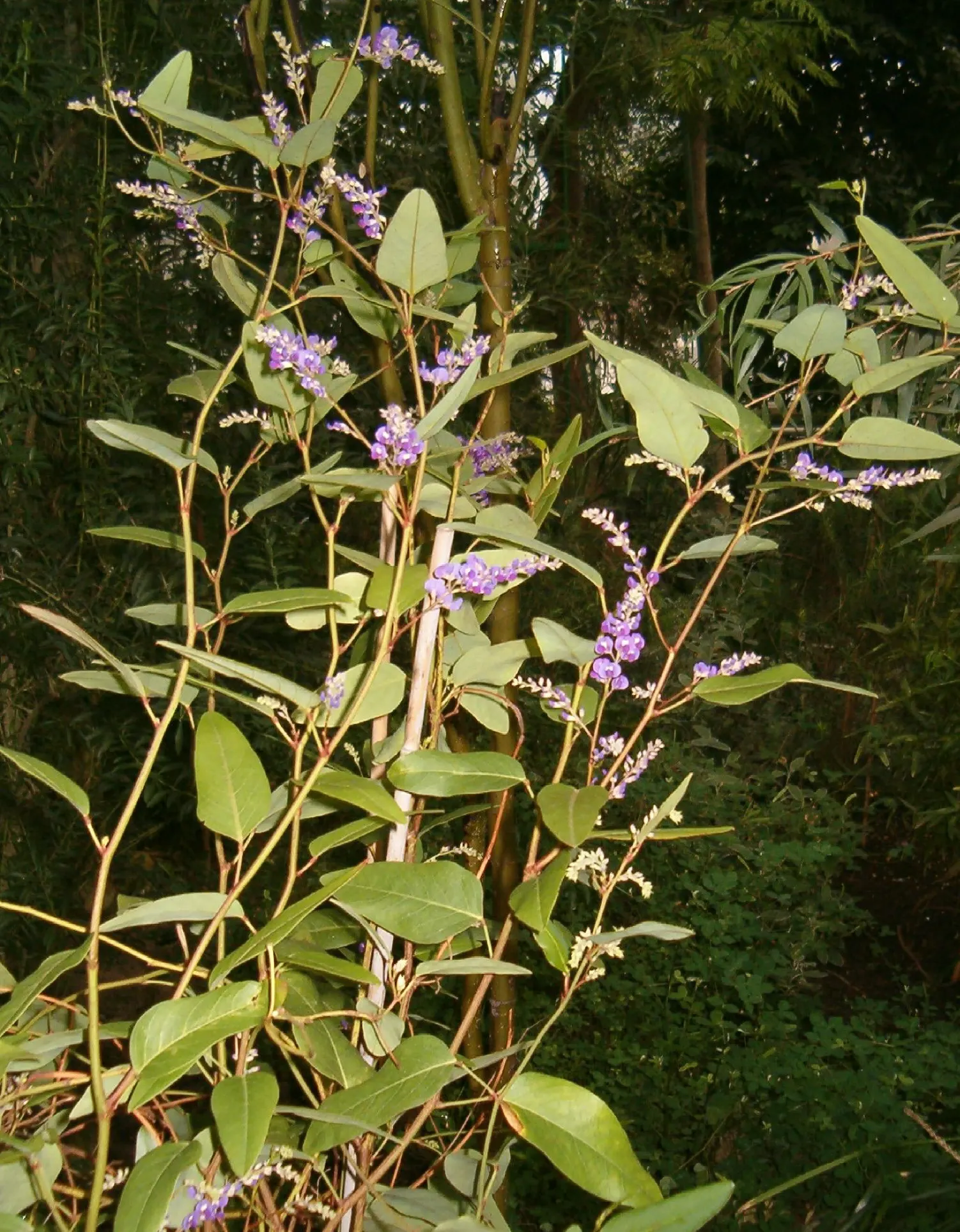 Purple Lilac Vine (Hardenbergia Violacea) — It thrives in full sun to partial shade, reaching heights of up to 15-20 feet with support; the Purple Lilac Vine