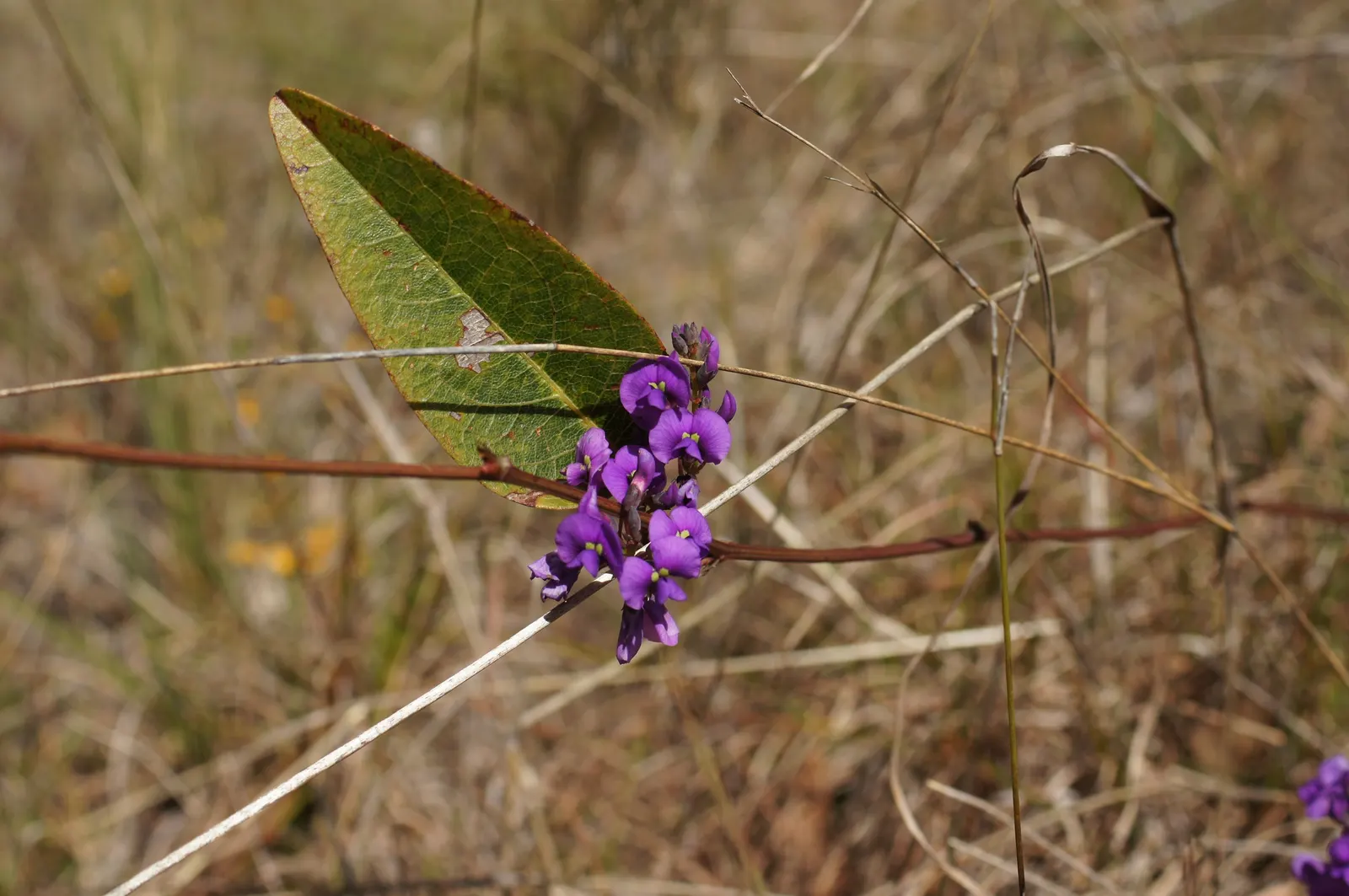 Purple Lilac Vine (Hardenbergia Violacea) — leathery green leaves that grow up to 4 inches in length; vine with purple blooms, image 44
