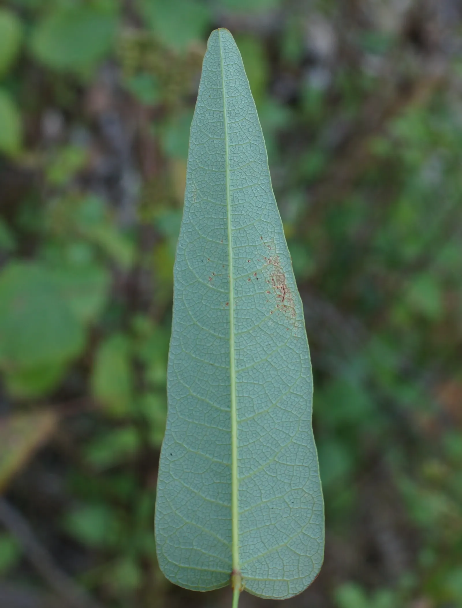 Purple Lilac Vine (Hardenbergia Violacea) — demanding minimal water beyond natural rainfall in temperate climates; originating from Australia, image 50