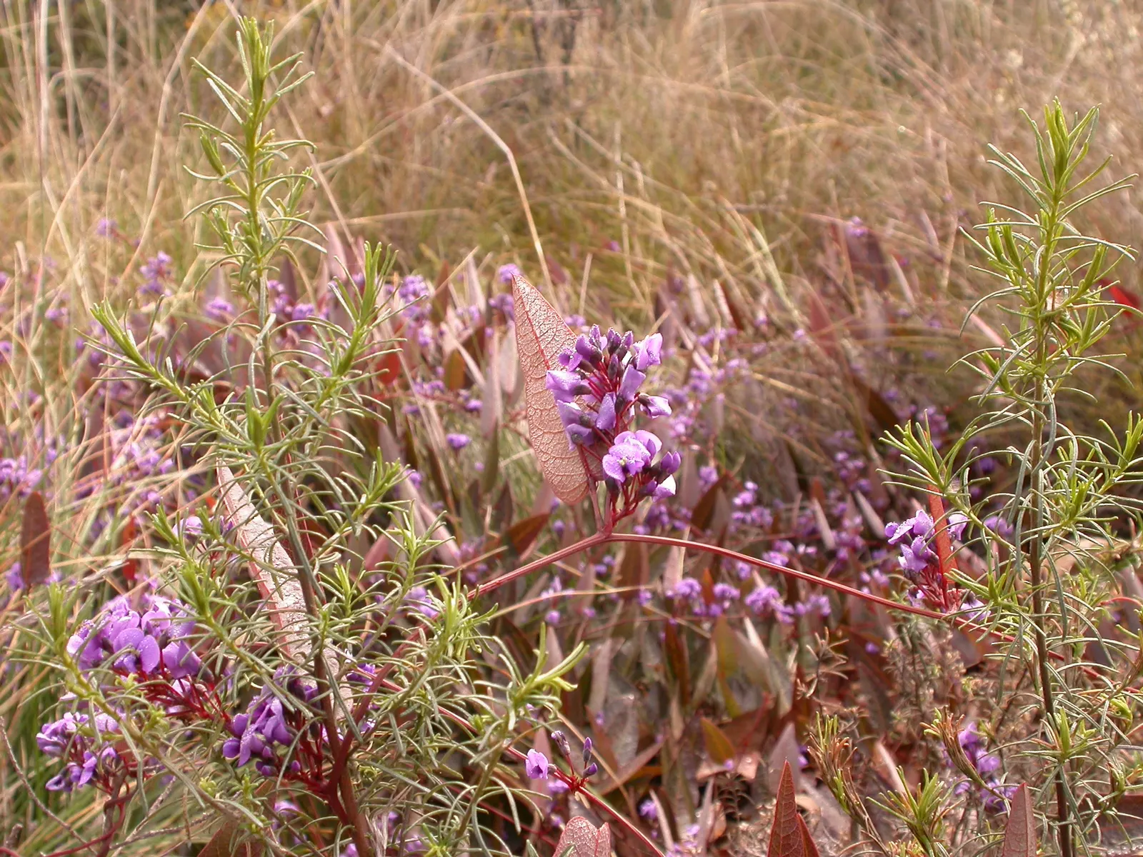Purple Lilac Vine (Hardenbergia Violacea) — Hardy in USDA zones 9-11, the plant requires moderate watering and well-draining soil; the blossoms can, image 58