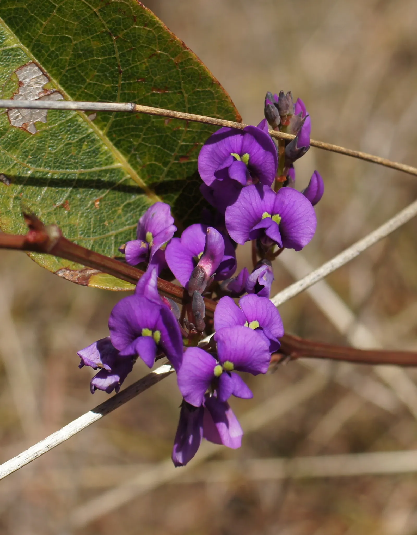 Purple Lilac Vine (Hardenbergia Violacea) — Originating from Australia