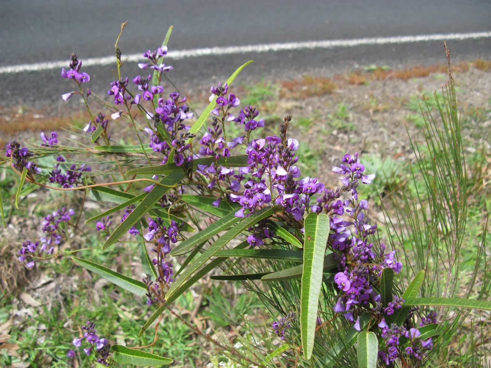 Purple Lilac Vine (Hardenbergia Violacea) — It possesses a moderate growth rate and is drought-tolerant once established; purple flowers in the garden