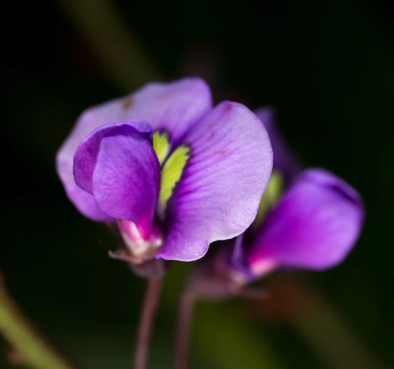 Purple Lilac Vine (Hardenbergia Violacea) — vine for full or half; pruning after flowering will maintain the desired shape and promote a healthy, image 72