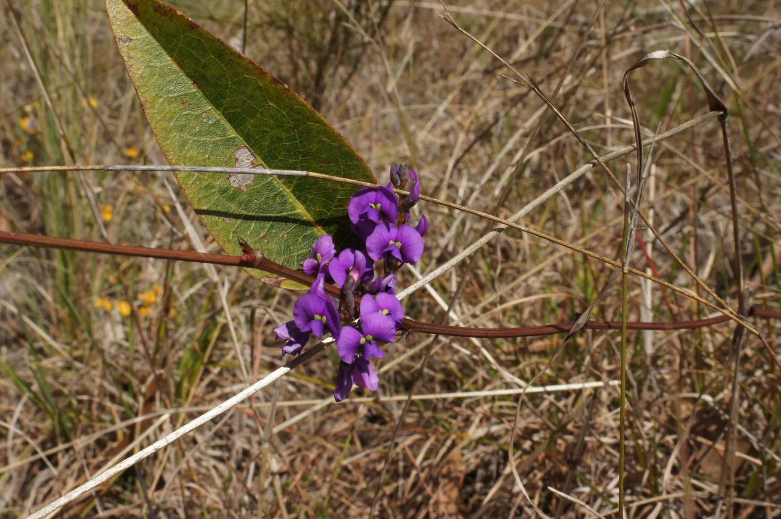 Purple Lilac Vine (Hardenbergia Violacea) — the Purple Lilac Vine thrives in well-drained soil and thrives in full sun to partial shade