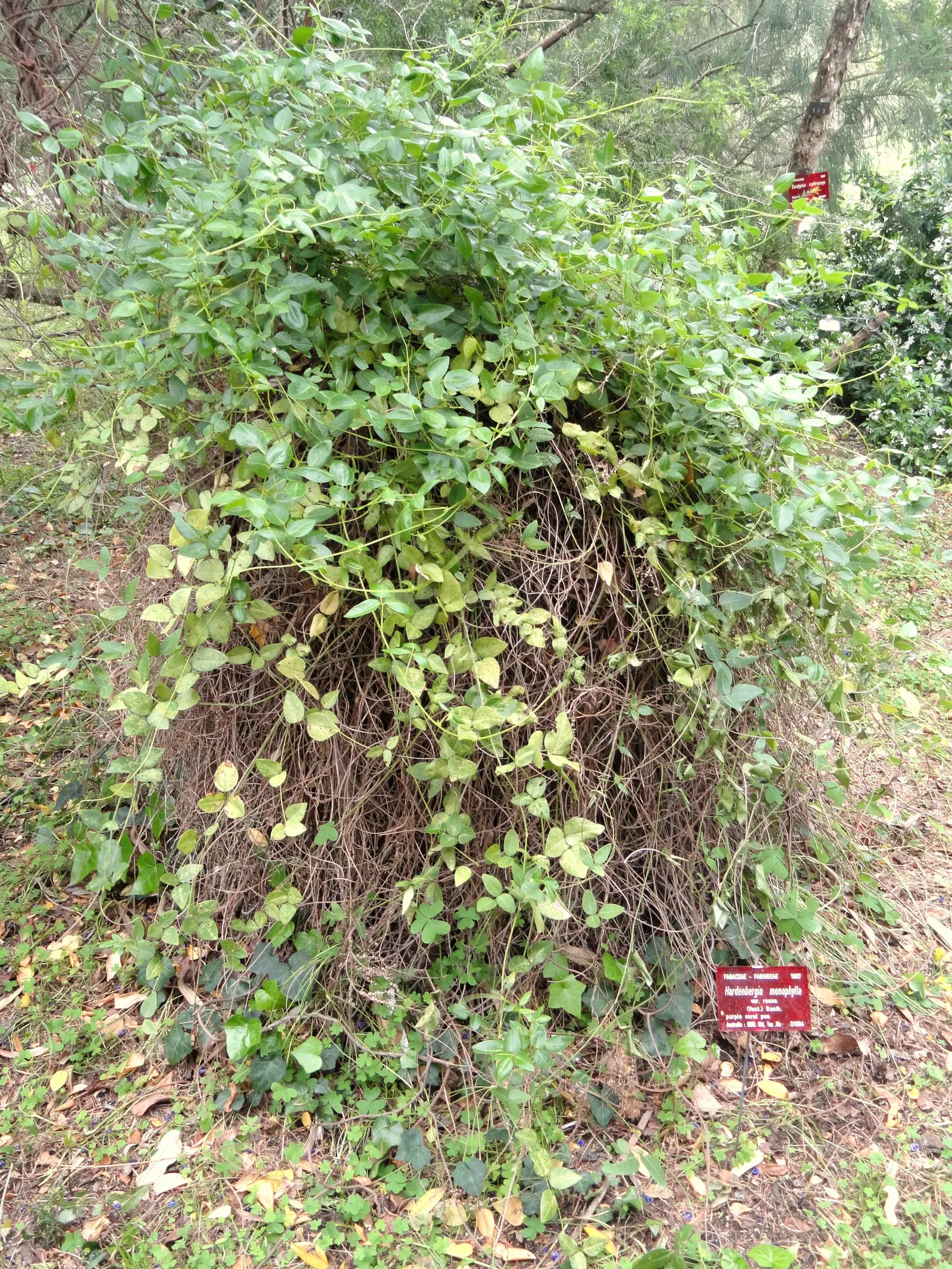 Purple Lilac Vine (Hardenbergia Violacea) — favoring exposure to at least 6 hours of sunlight per day; making it ideal for covering trellises, image 48