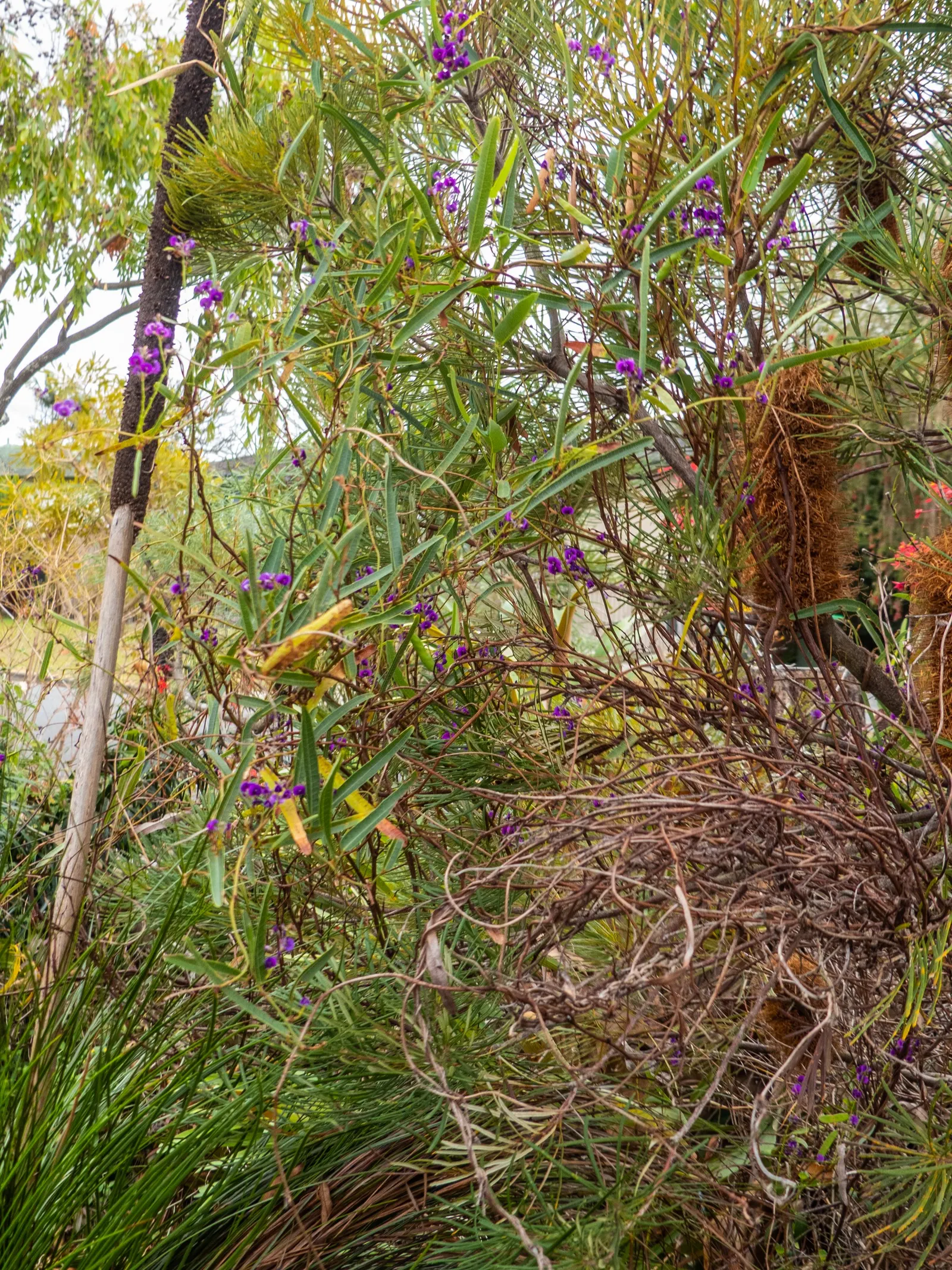 Purple Lilac Vine (Hardenbergia Violacea) — It thrives in full sun to partial shade, reaching heights of up to 15-20 feet with support