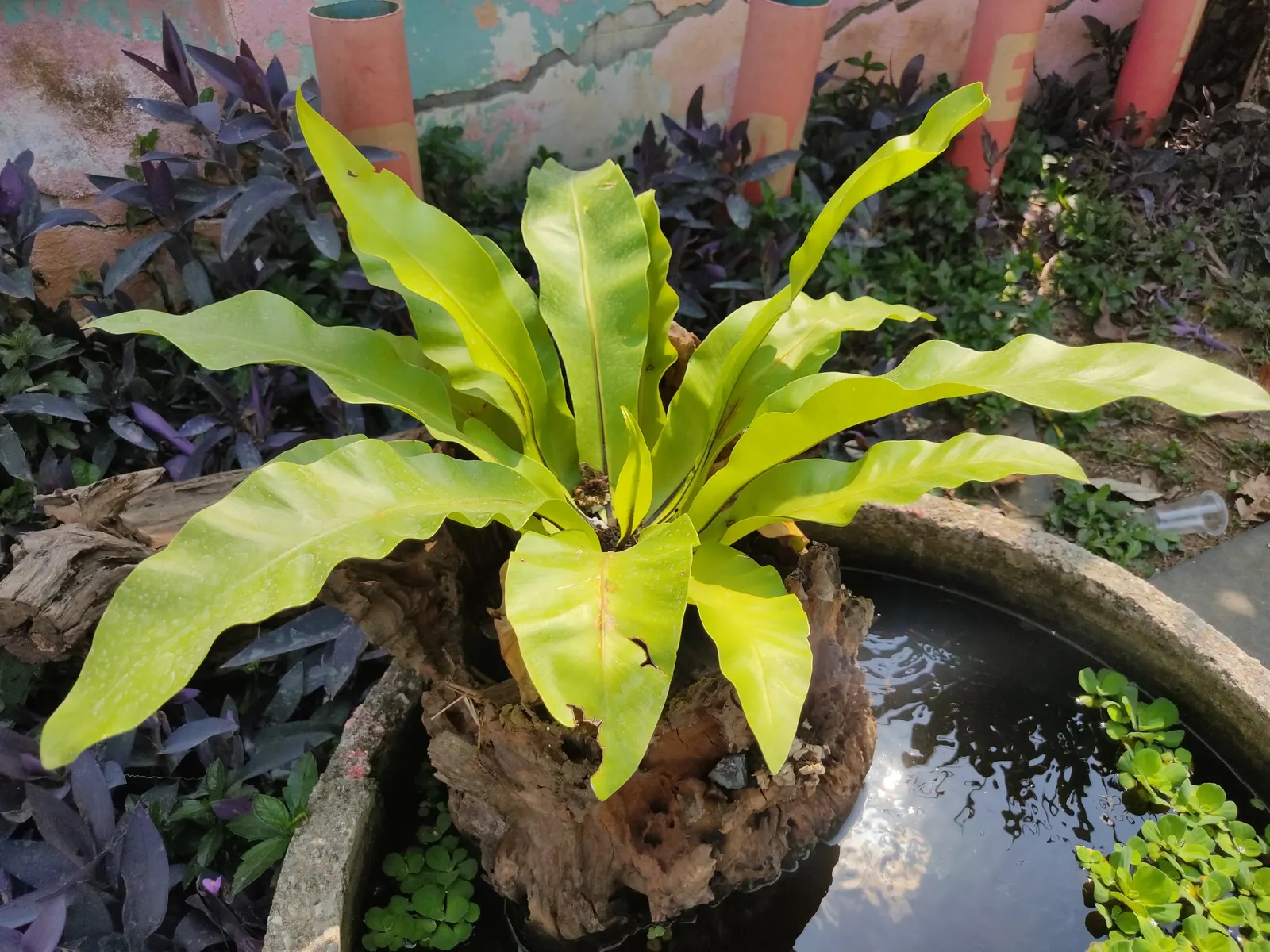 Bird's Nest Fern (Asplenium Nidus) — verdant highlight within their garden; often celebrated for its lush, image 89