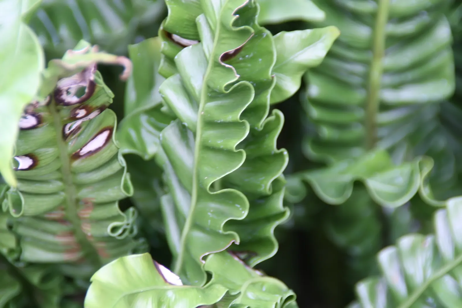 Bird's Nest Fern (Asplenium Nidus) — often celebrated for its lush; verdant highlight within their garden, image 116
