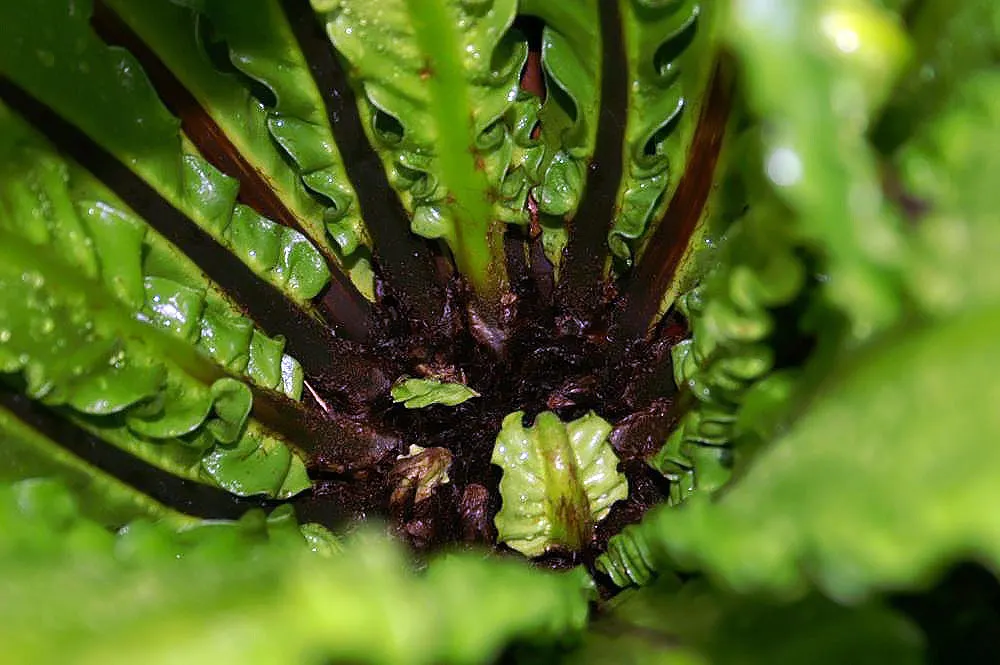 Bird's Nest Fern (Asplenium Nidus) — Hardy in USDA zones 10b-11; thriving in partial shade, it prefers high humidity and well-draining soil, image 78