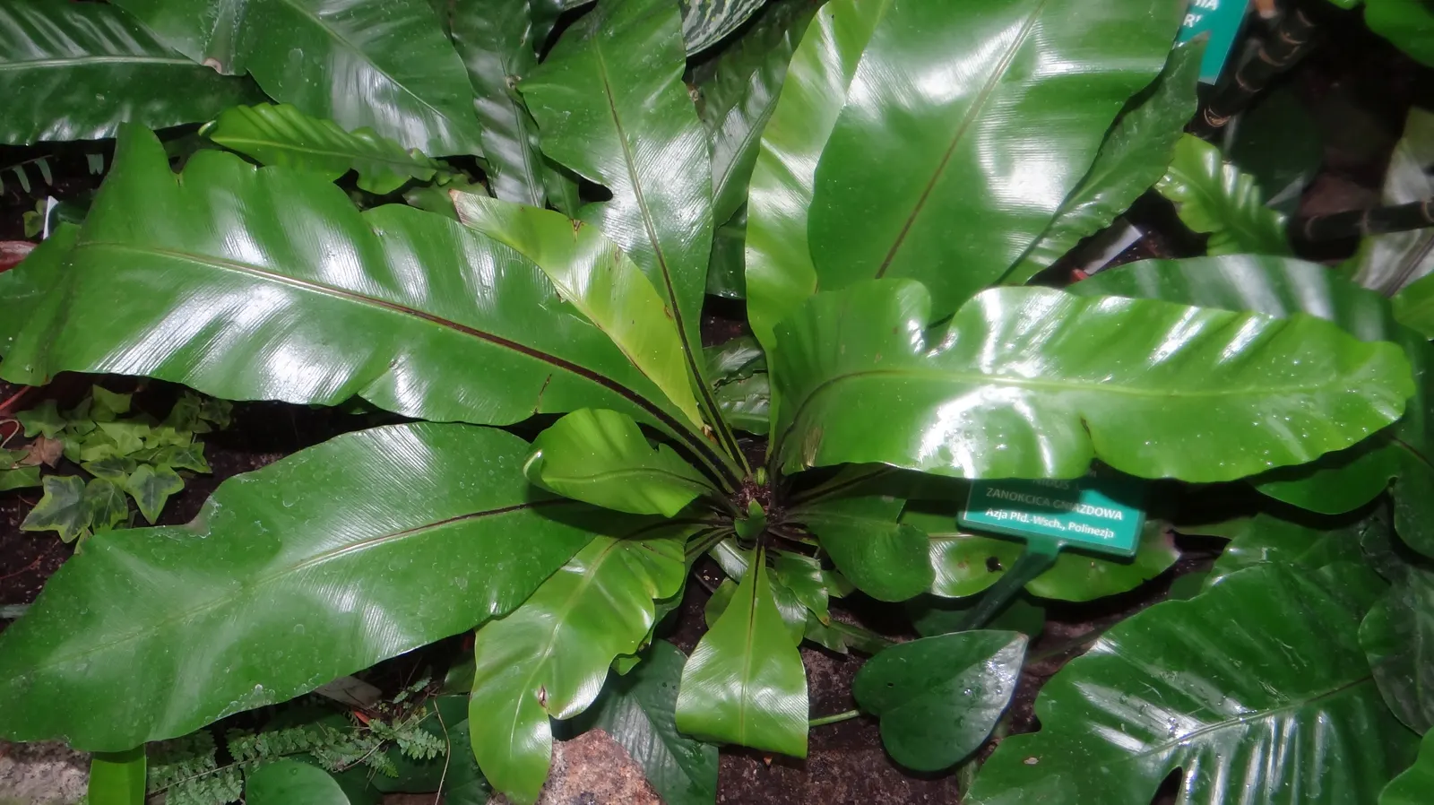 Bird's Nest Fern (Asplenium Nidus) — creating a simple elongated oval shape with a slightly wavy edge and a prominent central rib; green fronds, image 66