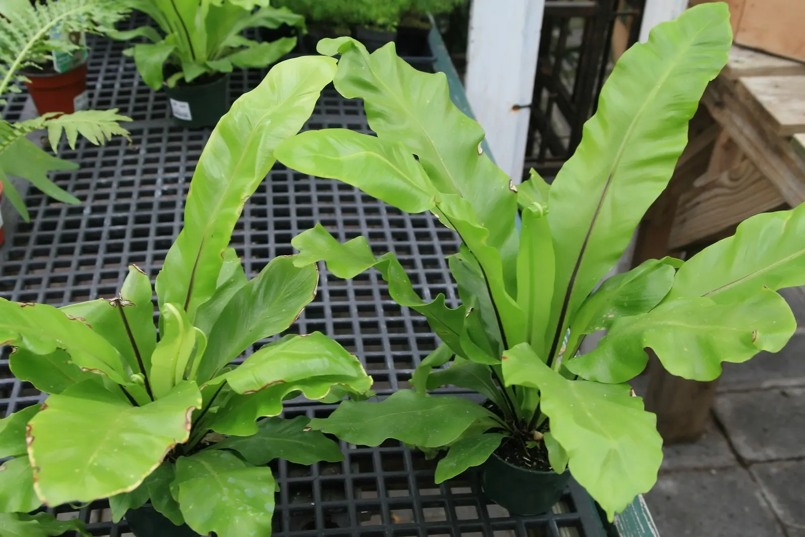Bird's Nest Fern (Asplenium Nidus) — resembling a bird's nest - hence the name