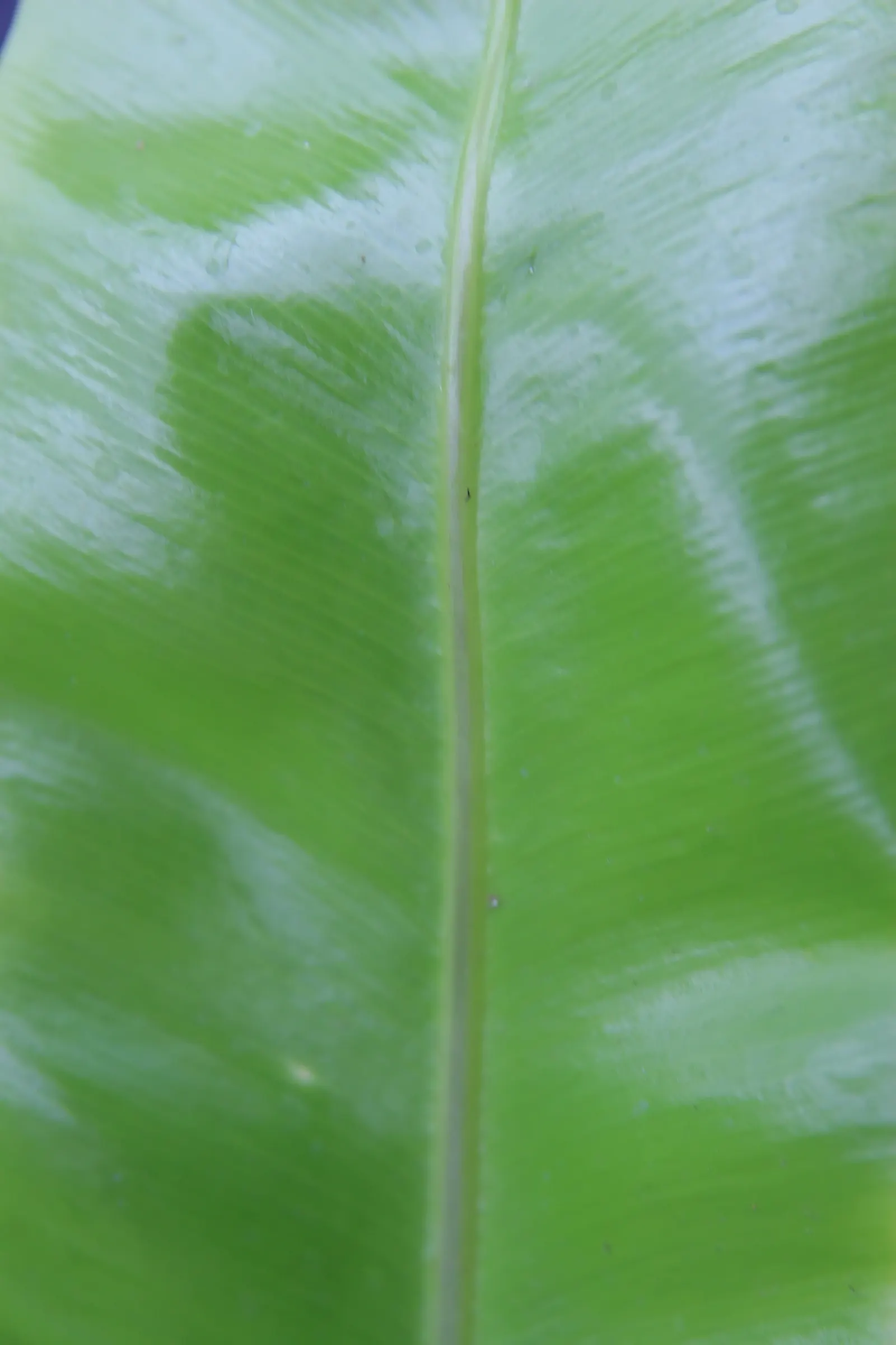 Bird's Nest Fern (Asplenium Nidus) — Thriving in partial shade, it prefers high humidity and well-draining soil