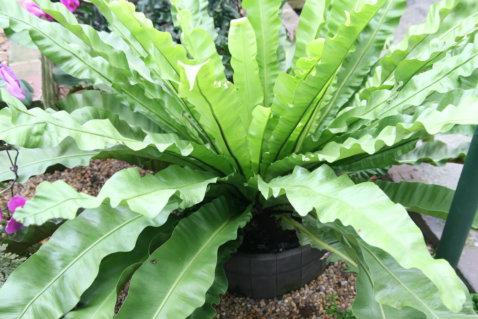 Bird's Nest Fern (Asplenium Nidus) — Ideal for tropical landscapes, it can also grace indoor spaces as an air-purifying plant; glossy fronds are capable of