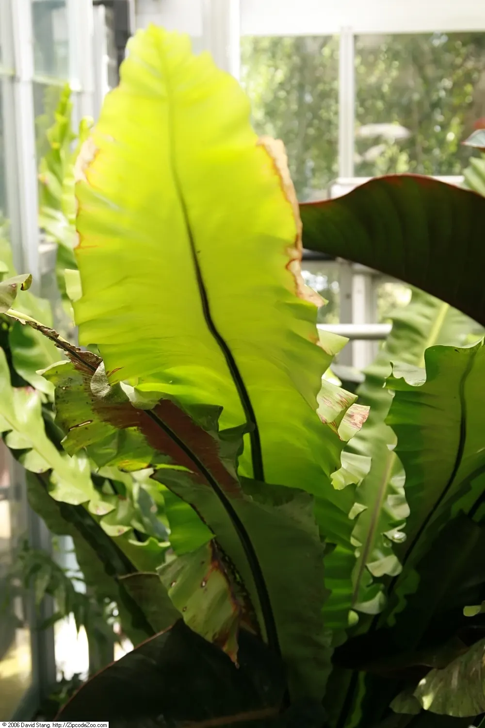 Bird's Nest Fern (Asplenium Nidus) — The Bird's Nest Fern (Asplenium nidus) is a visually striking epiphytic plant; resembling a bird's nest, image 61