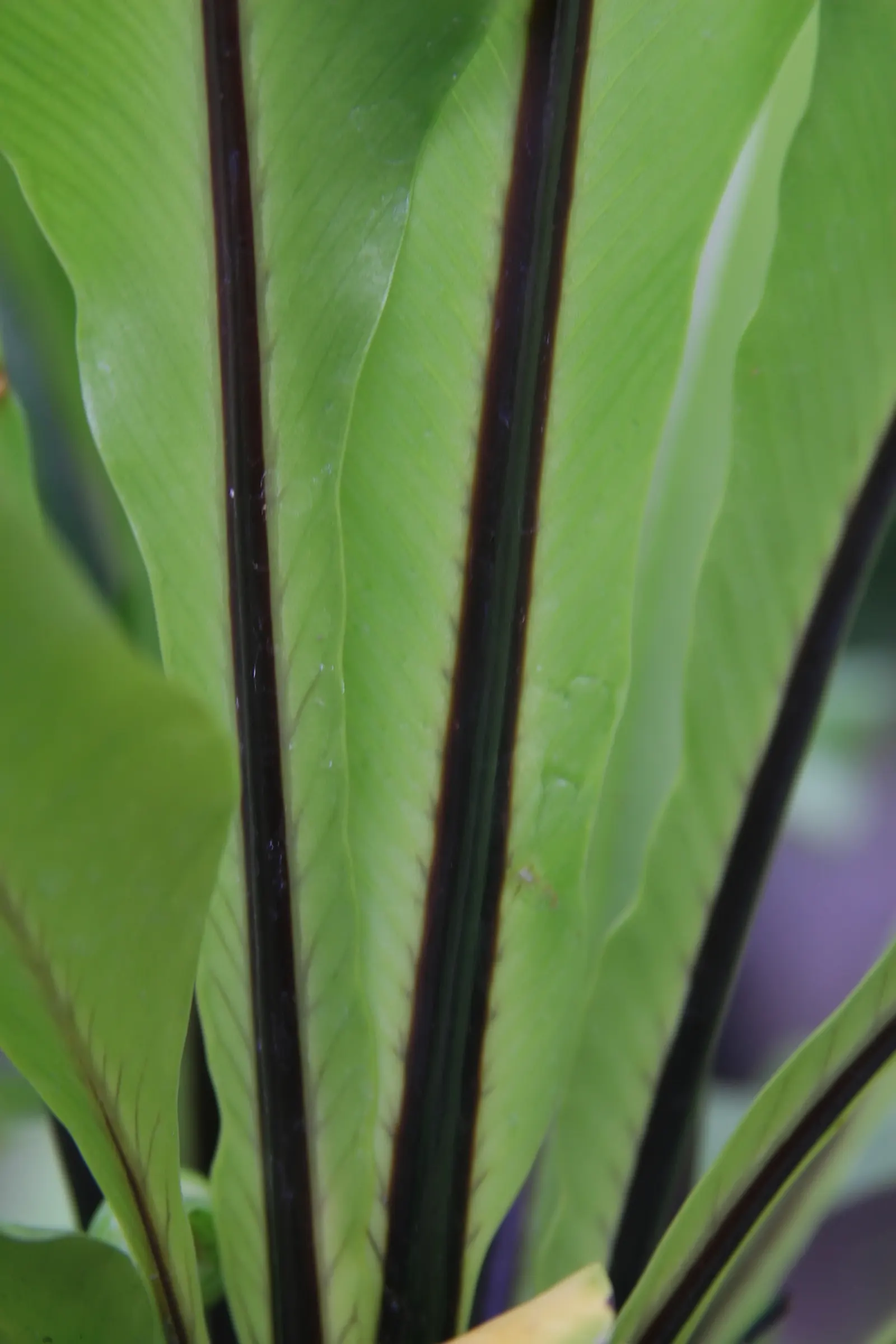 Bird's Nest Fern (Asplenium Nidus) — Hardy in USDA zones 10b-11