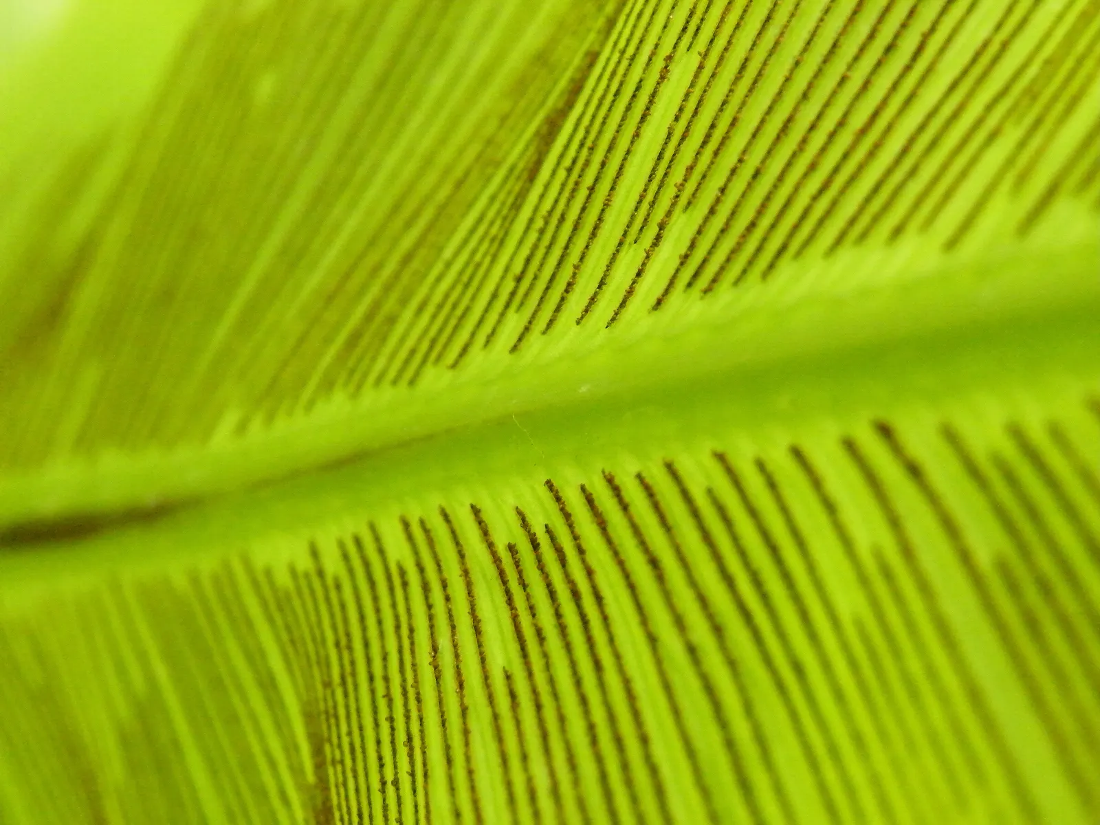 Bird's Nest Fern (Asplenium Nidus) — fern for half or shade