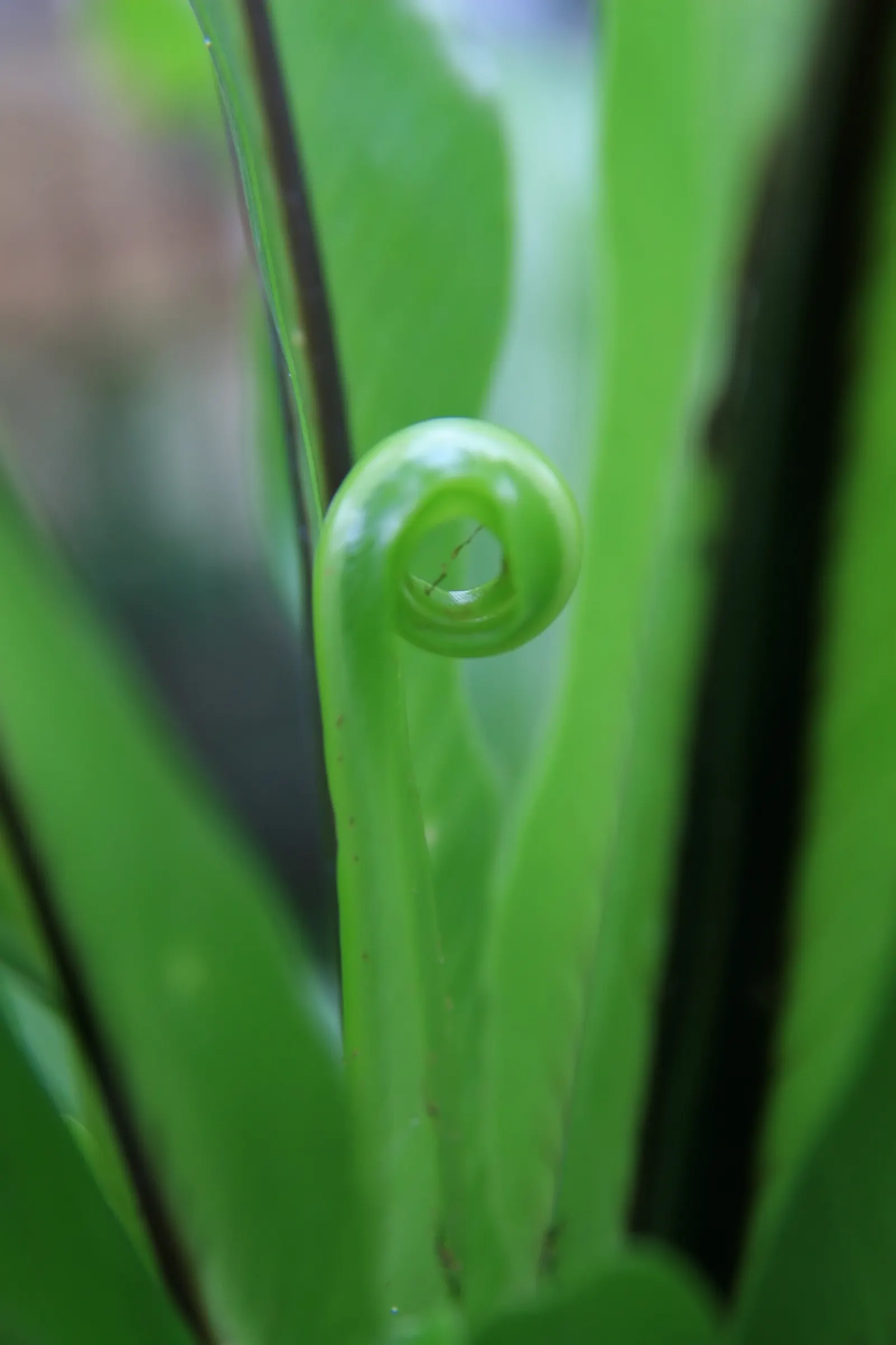 Bird's Nest Fern (Asplenium Nidus) — verdant highlight within their garden; often celebrated for its lush