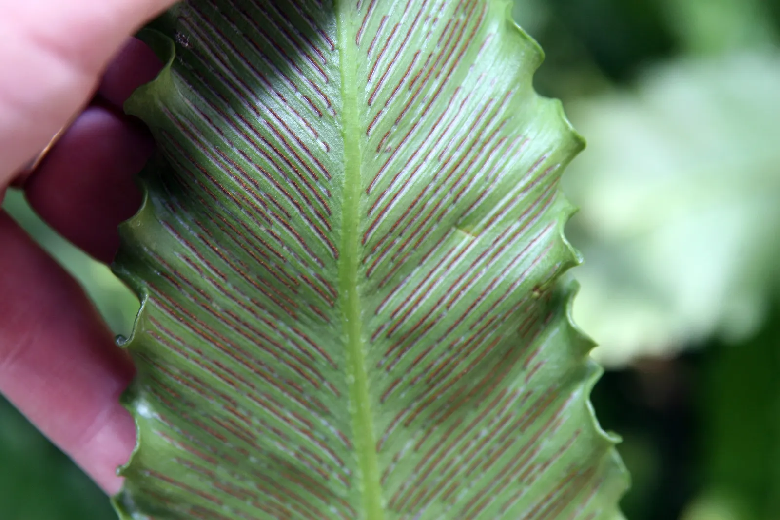 Bird's Nest Fern (Asplenium Nidus) — preferring well-draining soil with high organic matter - a mimicry of its natural habitat on forest trees, image 87