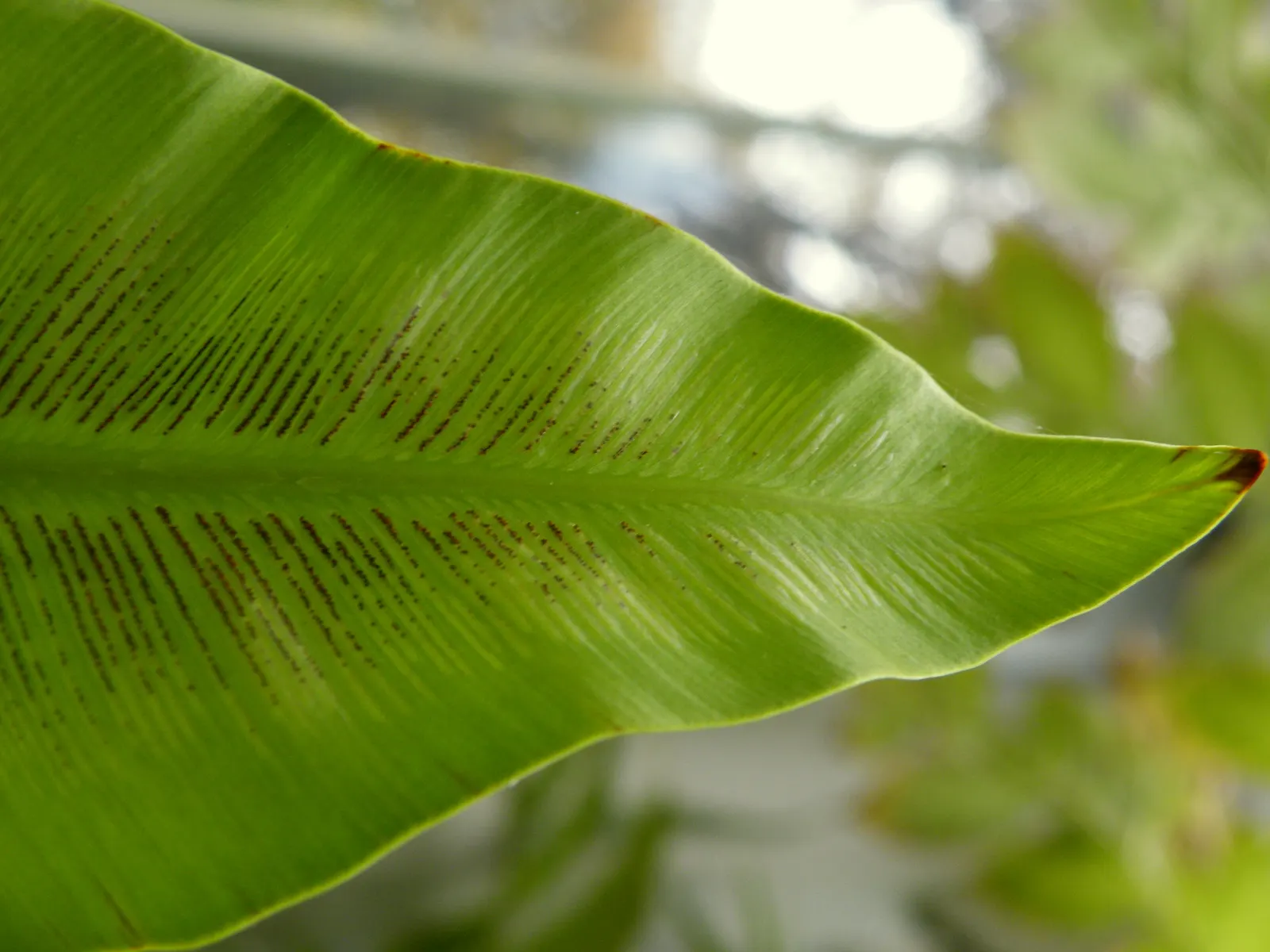 Bird's Nest Fern (Asplenium Nidus) — verdant highlight within their garden