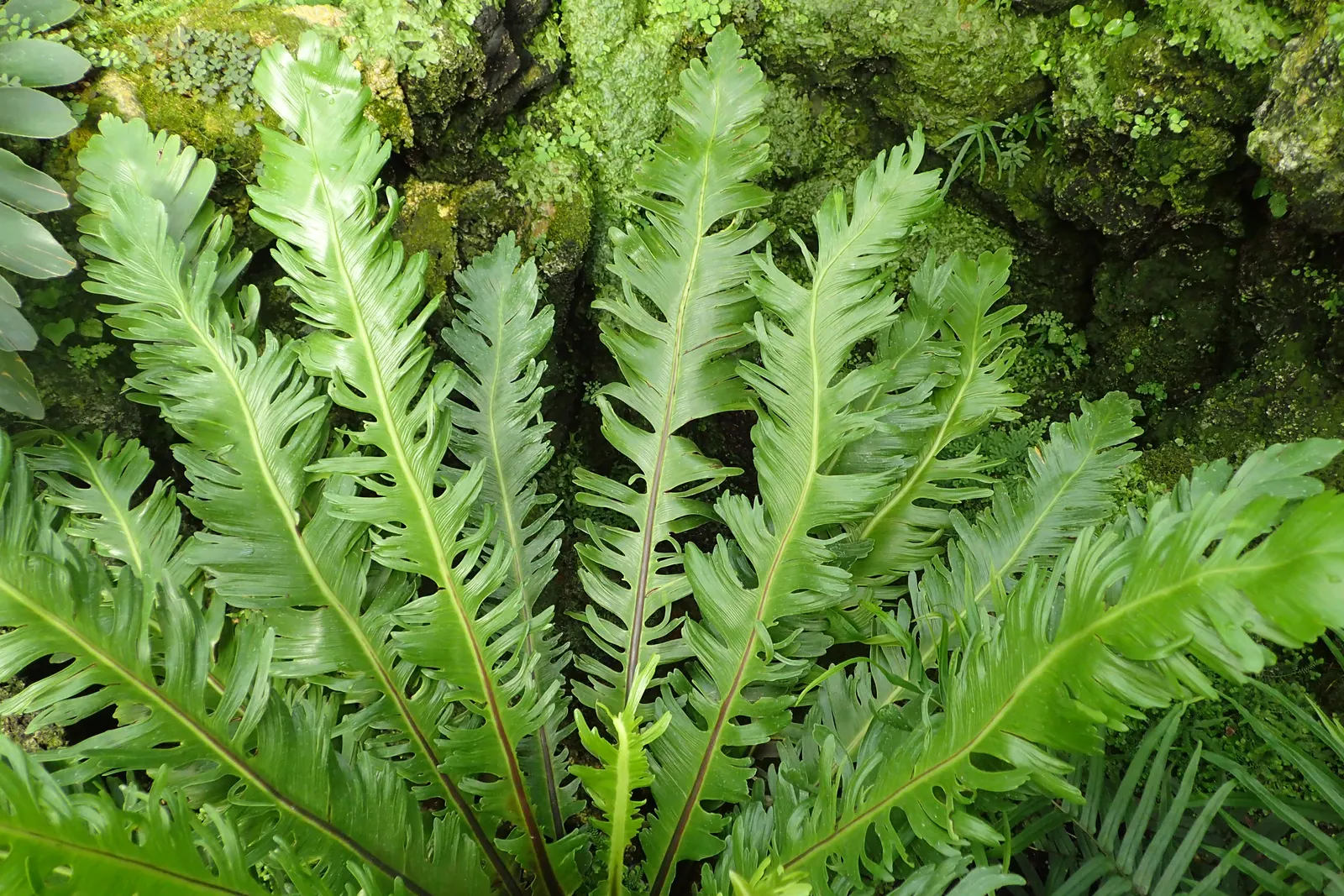 Bird's Nest Fern (Asplenium Nidus) — Ideal for tropical landscapes, it can also grace indoor spaces as an air-purifying plant; glossy fronds are, image 77