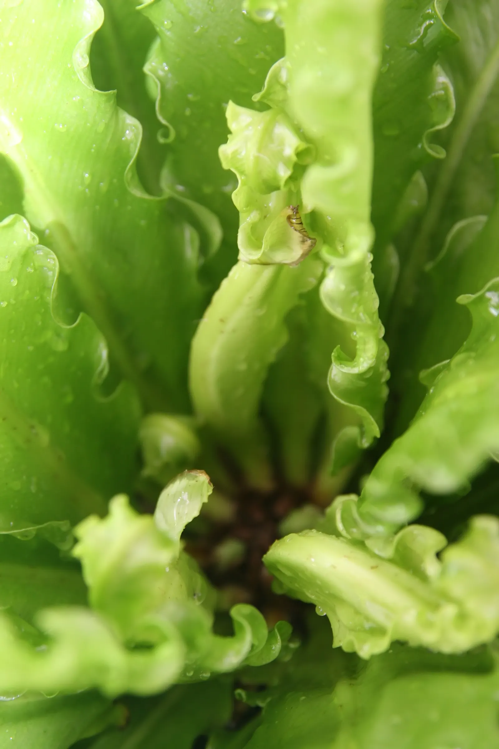 Bird's Nest Fern (Asplenium Nidus) — It needs consistent moisture but should not be left in standing water