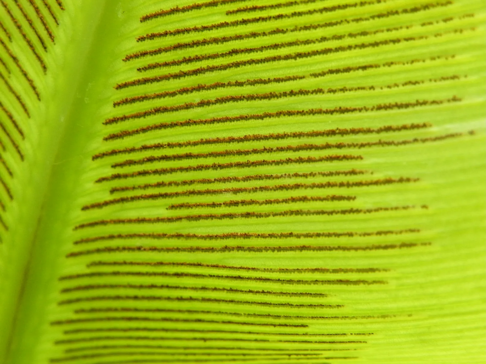 Bird's Nest Fern (Asplenium Nidus) — The Bird's Nest Fern (Asplenium nidus) is a visually striking epiphytic plant; resembling a bird's nest, image 79