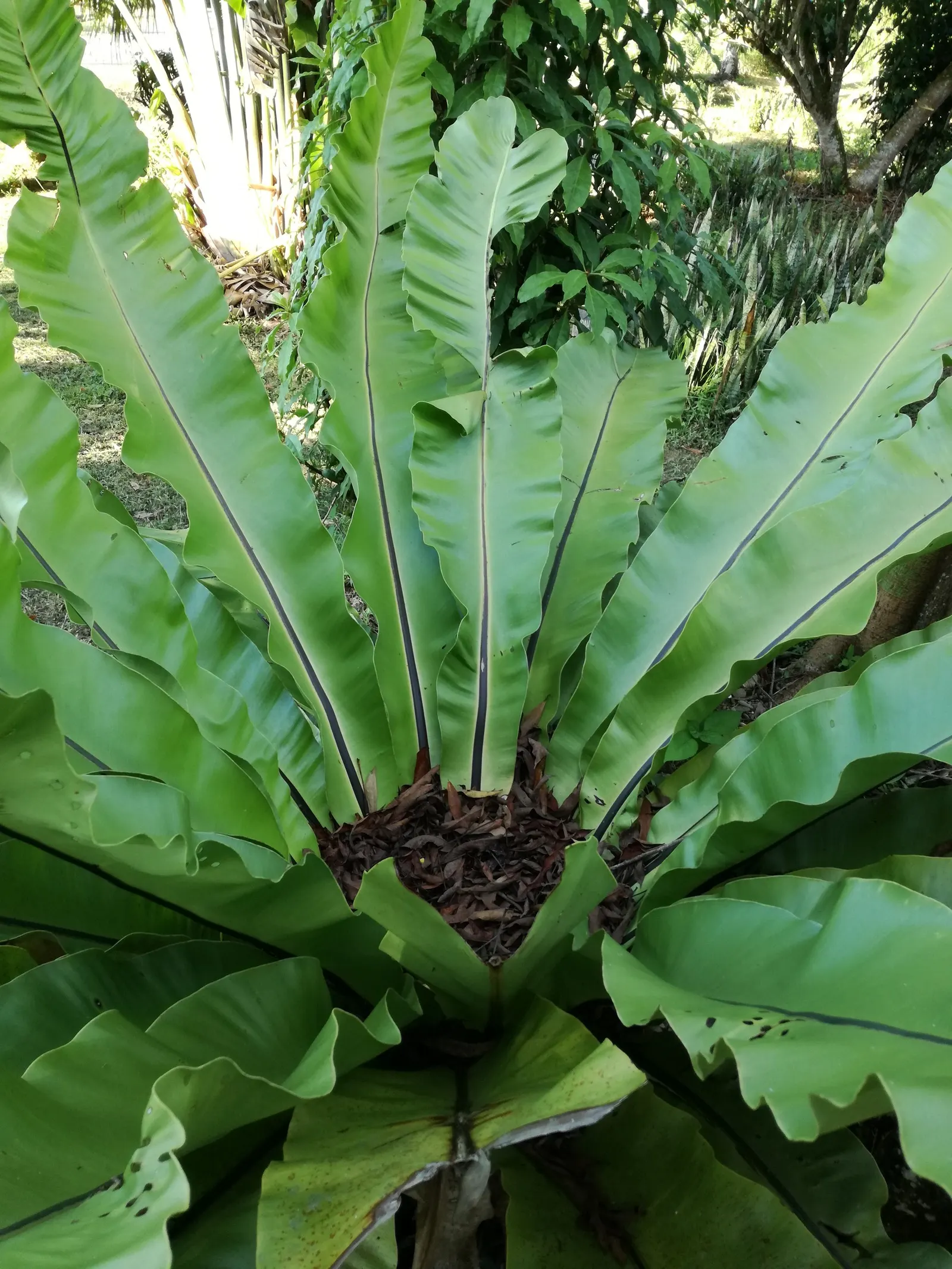 Bird's Nest Fern (Asplenium Nidus) — The Bird's Nest Fern (Asplenium nidus) is a visually striking epiphytic plant; resembling a bird's nest, image 97