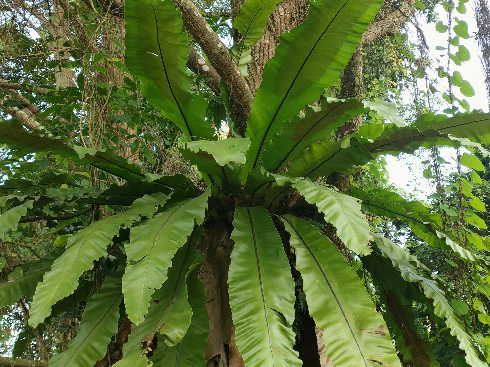 Bird's Nest Fern (Asplenium Nidus) — resembling a bird's nest - hence the name; which is a key identifying feature, image 64
