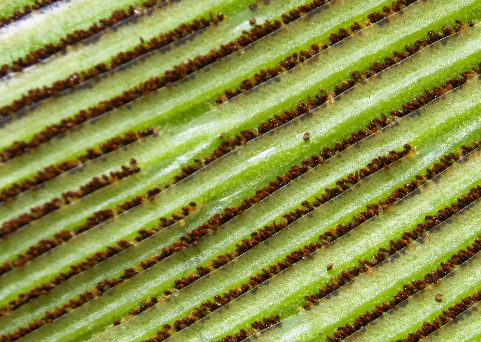 Bird's Nest Fern (Asplenium Nidus) — is an epiphytic evergreen with a distinctive rosette of lance-shaped; the fronds can reach a mature length of, image 92