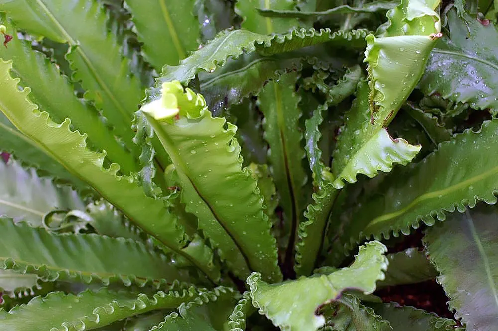 Bird's Nest Fern (Asplenium Nidus) — Ideal for tropical landscapes, it can also grace indoor spaces as an air-purifying plant; glossy fronds are, image 41
