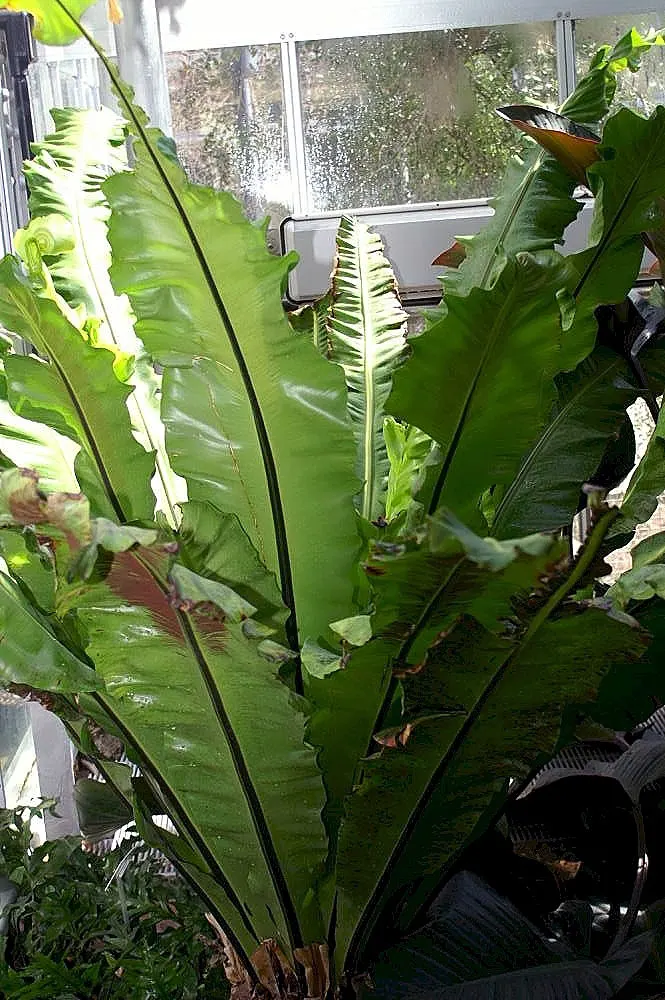Bird's Nest Fern (Asplenium Nidus) — is an epiphytic evergreen with a distinctive rosette of lance-shaped; the fronds can reach a mature length of, image 110