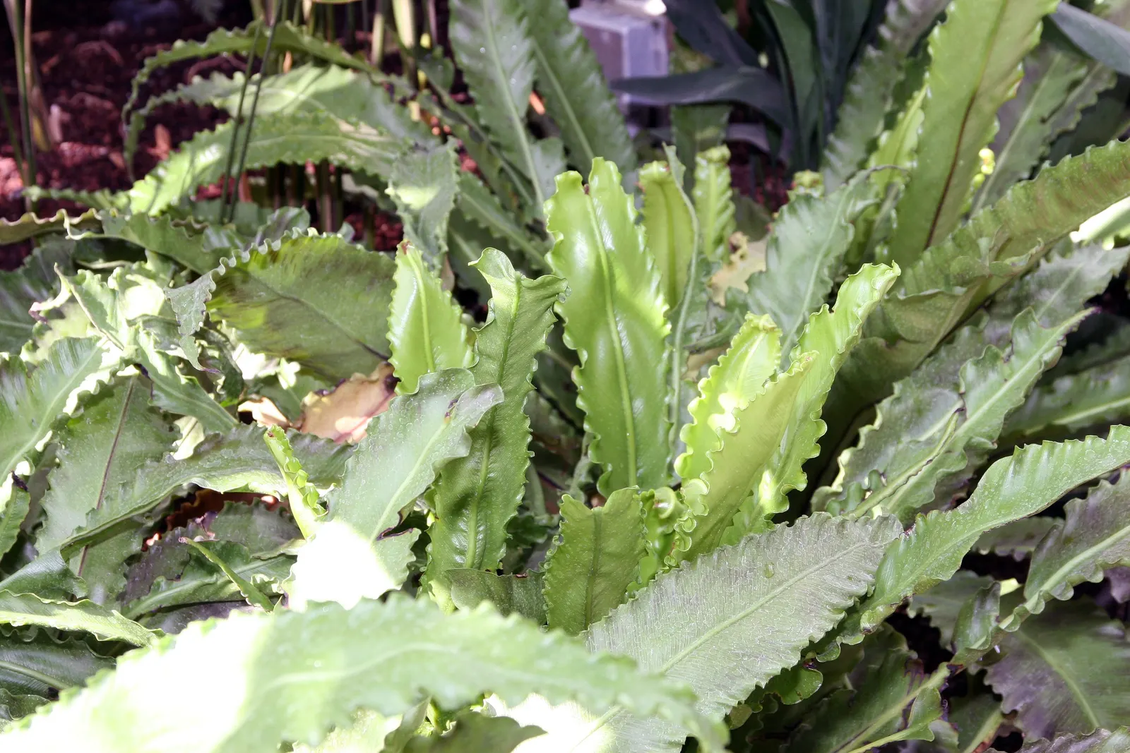 Bird's Nest Fern (Asplenium Nidus) — glossy fronds are capable of capturing attention in shaded or partially shaded areas; ideal for tropical, image 50