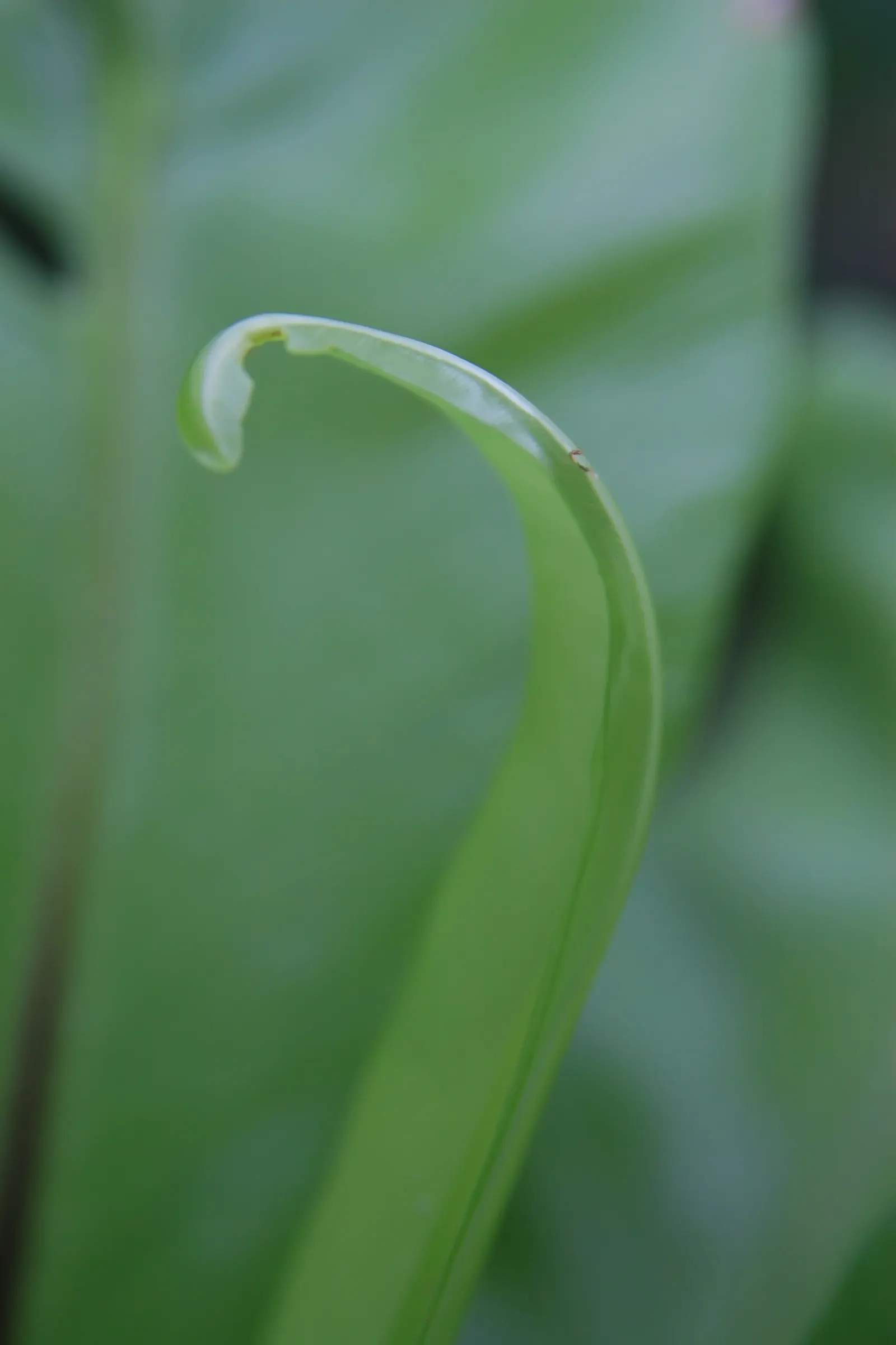 Bird's Nest Fern (Asplenium Nidus) — The Bird's Nest Fern (Asplenium nidus) is a visually striking epiphytic plant; resembling a bird's nest, image 43
